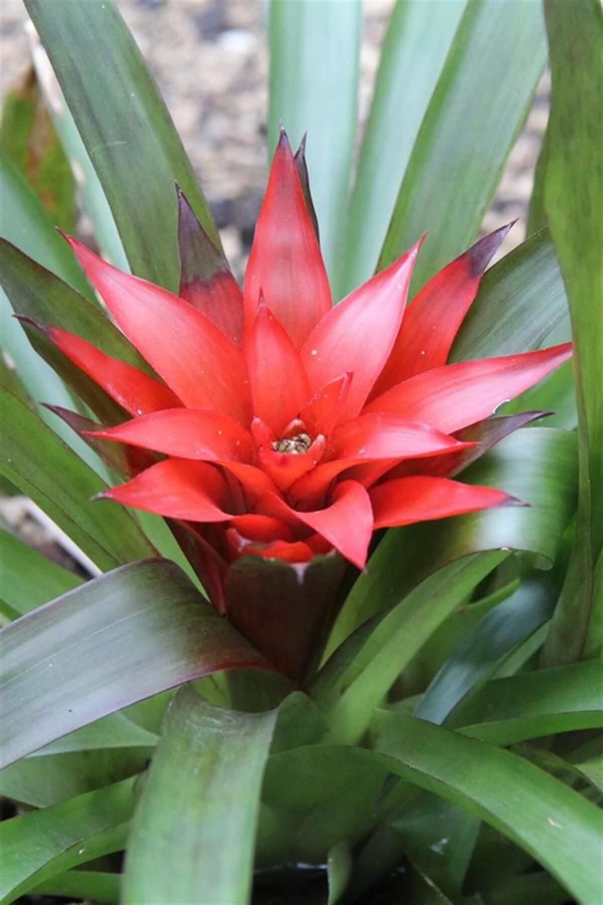 karlabotanik Guzmanya | Kırmızı Yıldız Çiçeği 20 Cm
