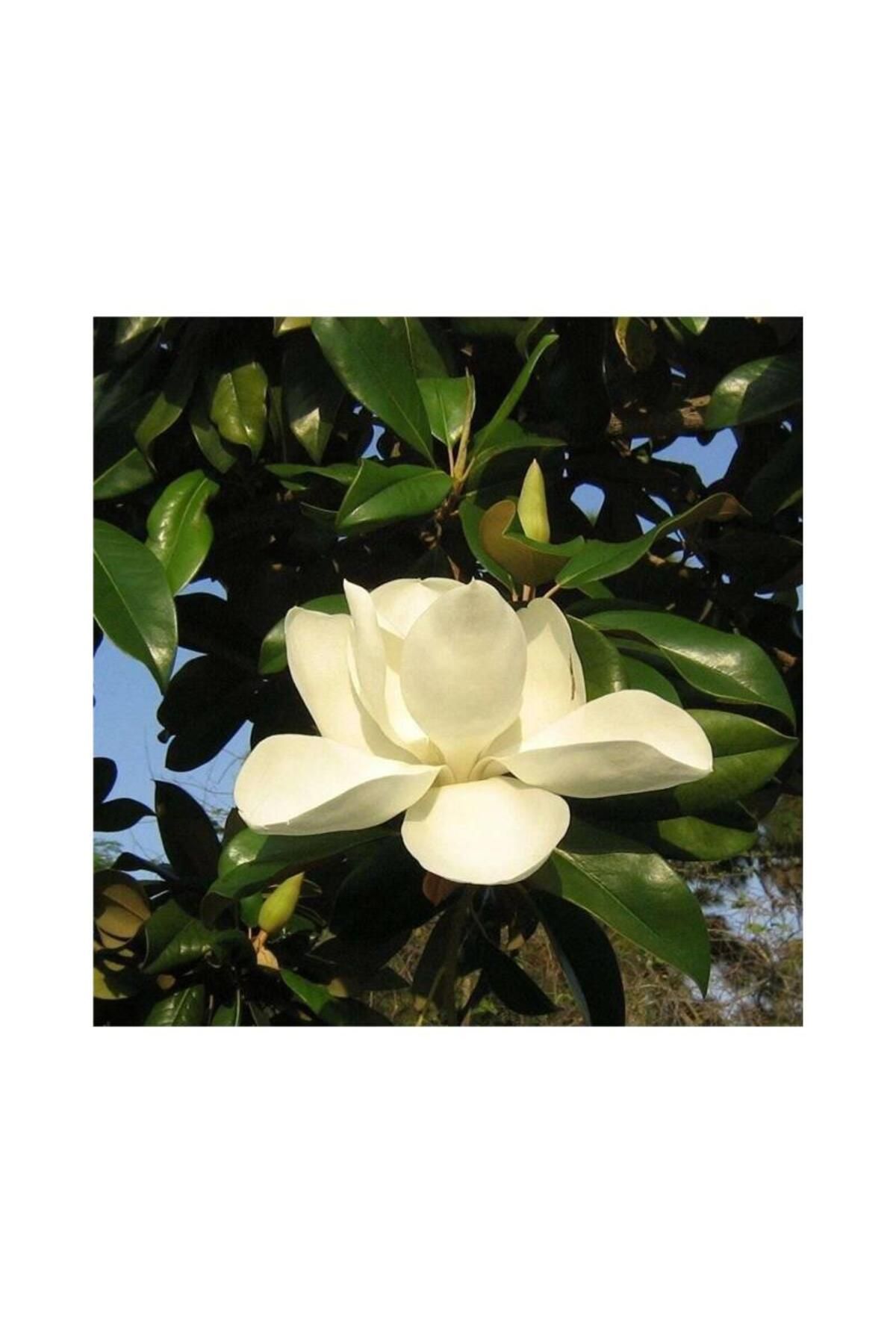 CC Manolya Yaprak Dökmeyen Beyaz Manolya ( 50-80 Cm )