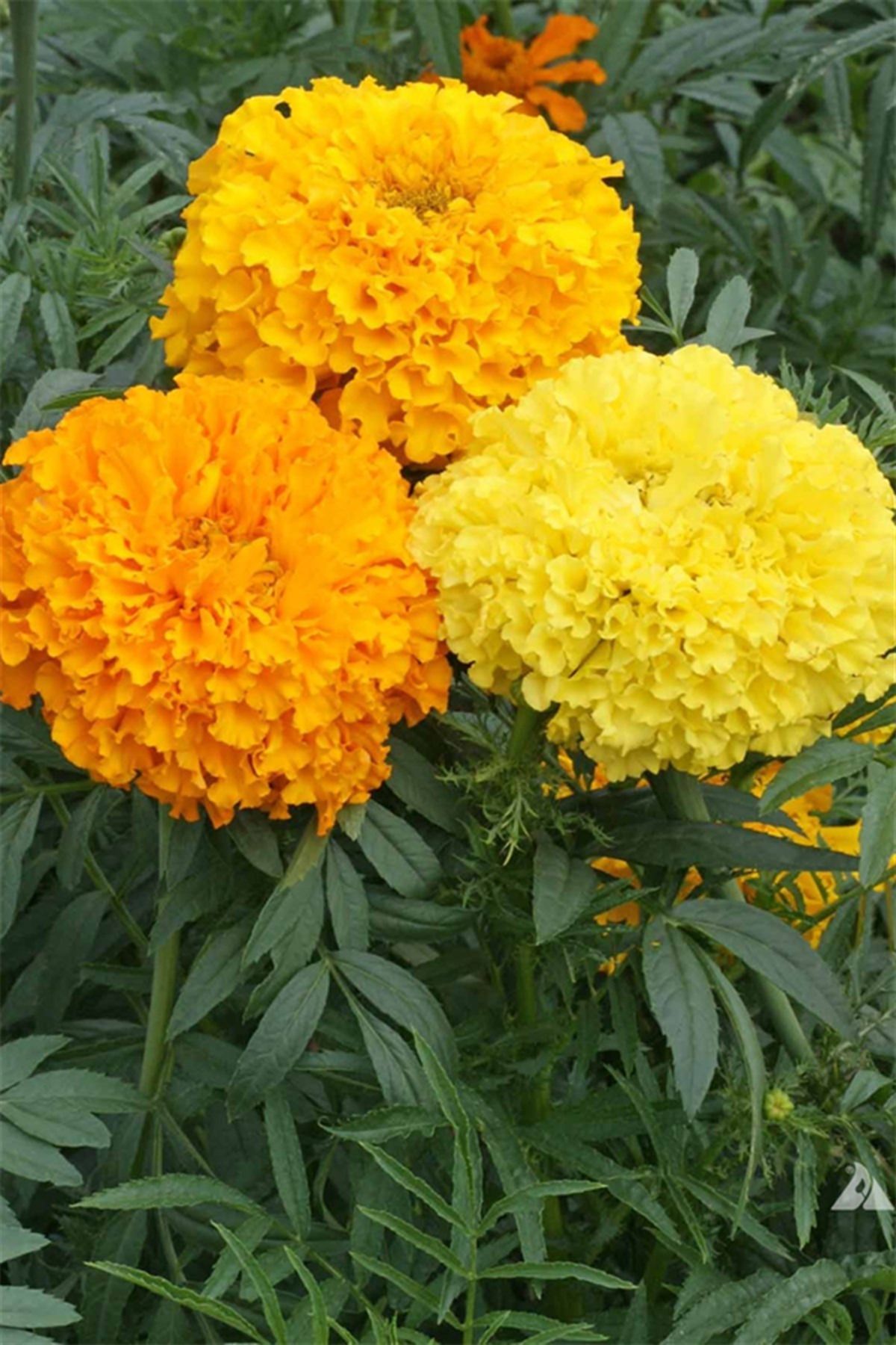 karlabotanik Sarı Kadife Çiçeği  x 45 adet