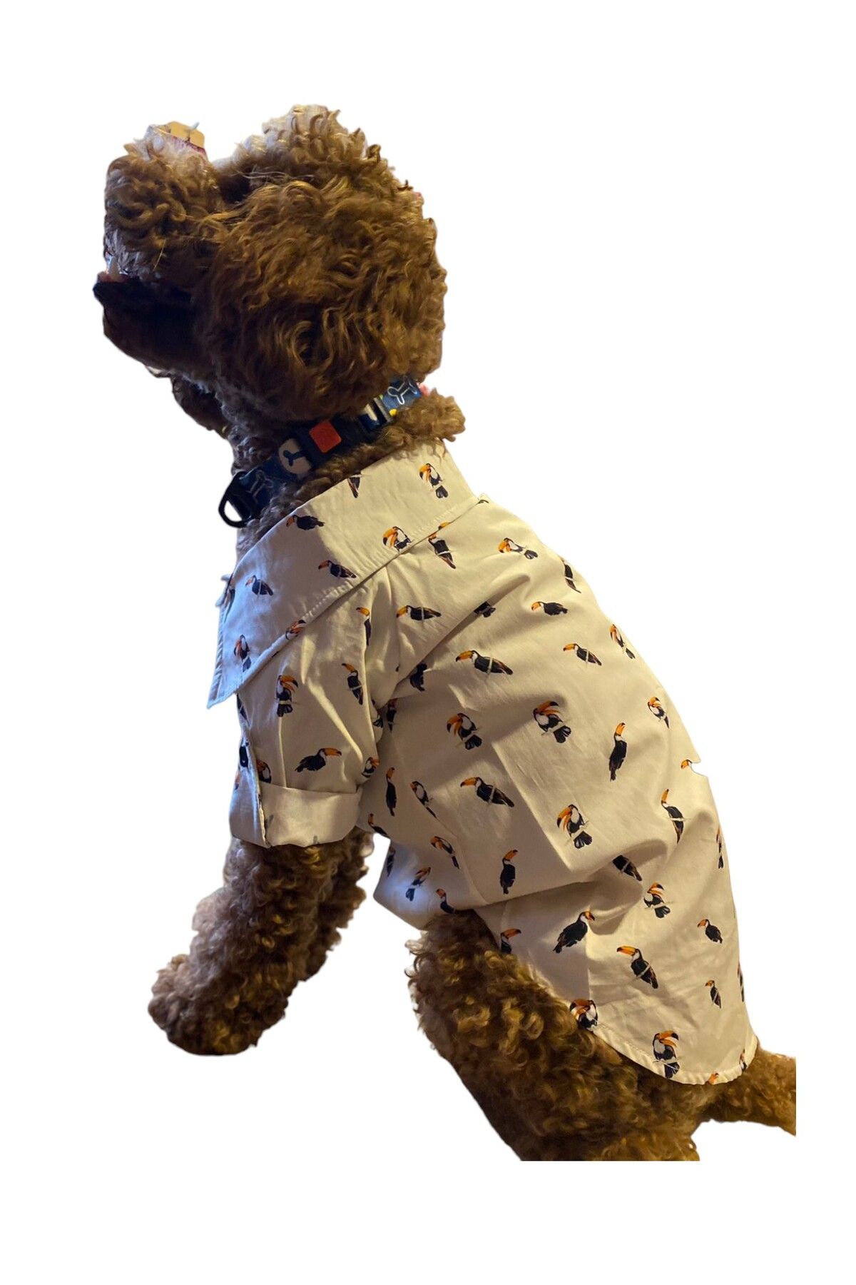MİNİŞ PET BUTİK Tucan Küçük Irk Köpek Gömleği (2,5 kg - 13 kg arasına uygun bedenlerde)