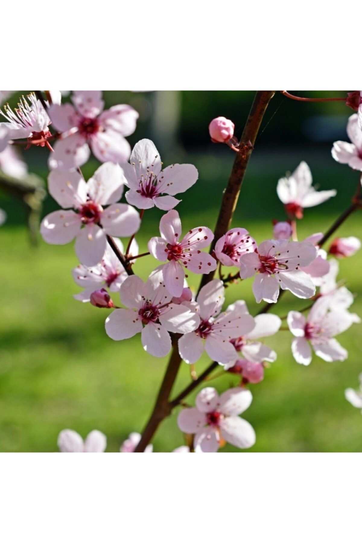FidanDiyarı 2 Adet Prunus Cerasifera Pissardii, Süs Eriği, Tüplü 130 Cm+