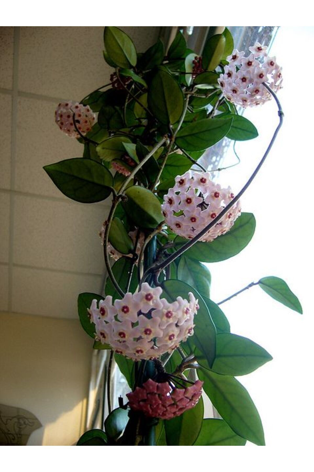 Tunç Botanik Mum Çiçeği – (hoya Carnosa) - Askılı Saksıda