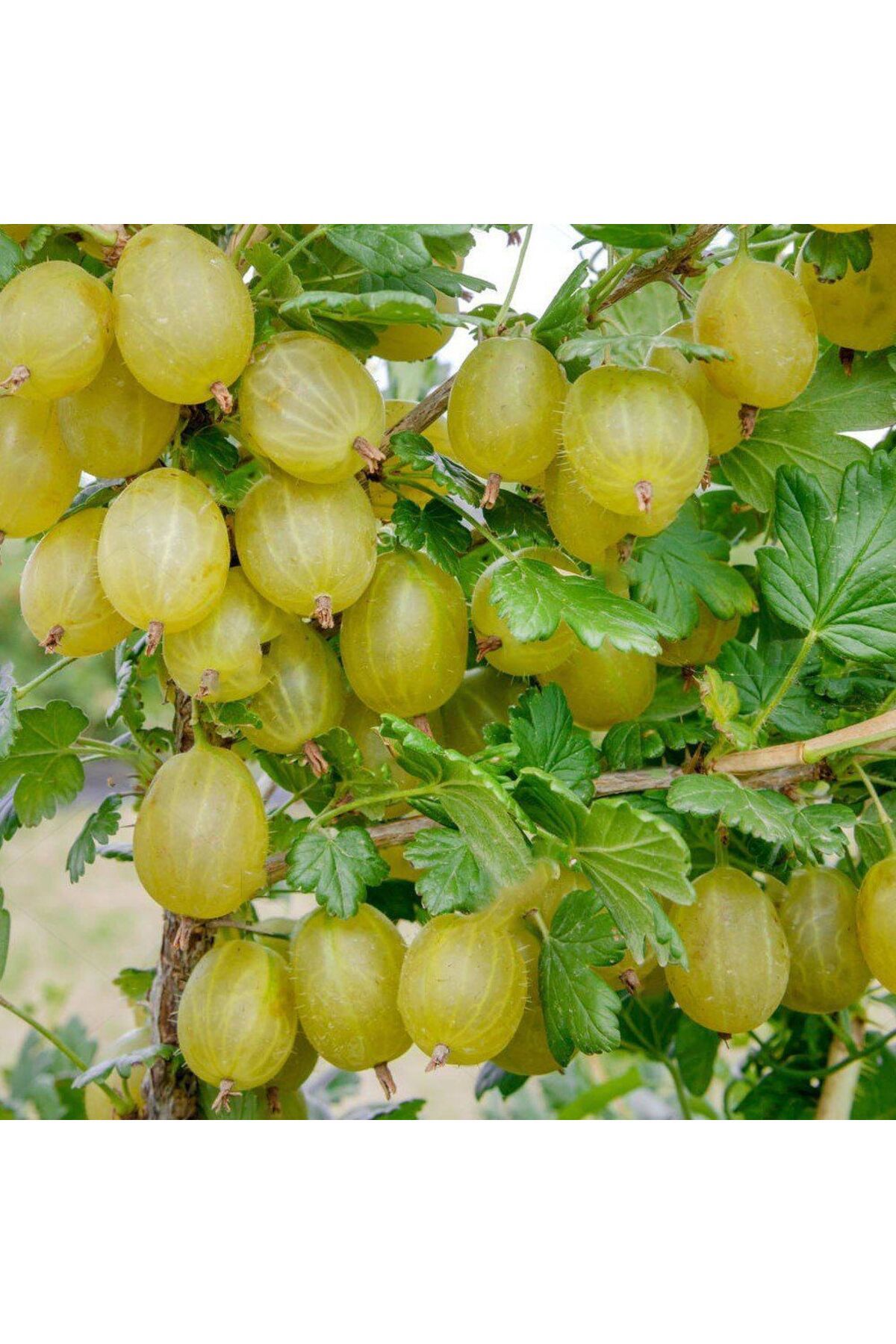 Genel Markalar Tüplü Fidan Sarı Bektaşi Üzüm Fidanı(50 Cm