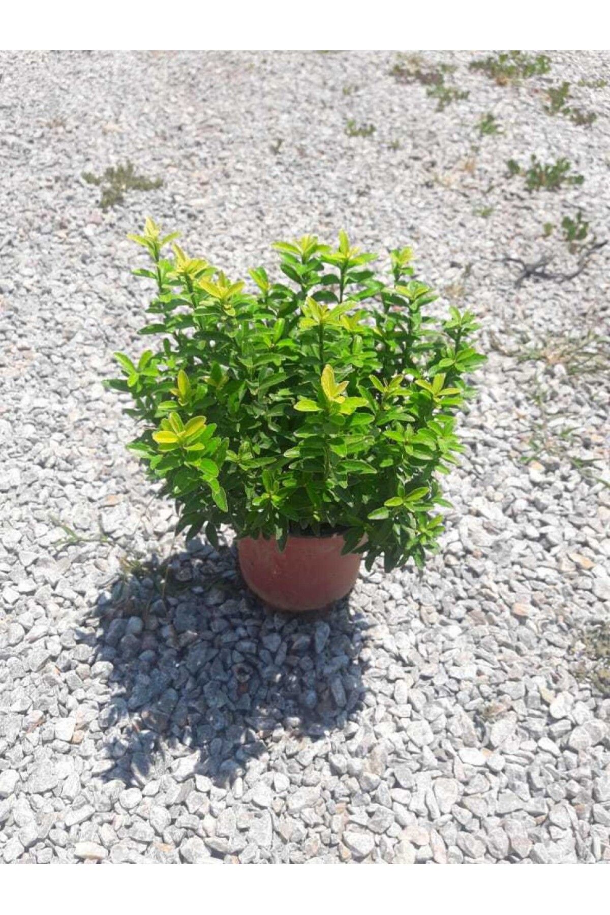 Tunç Botanik Altuni Çıtır Taflan - Sarı Renkli Çit Bitkileri 100 Adet Paket