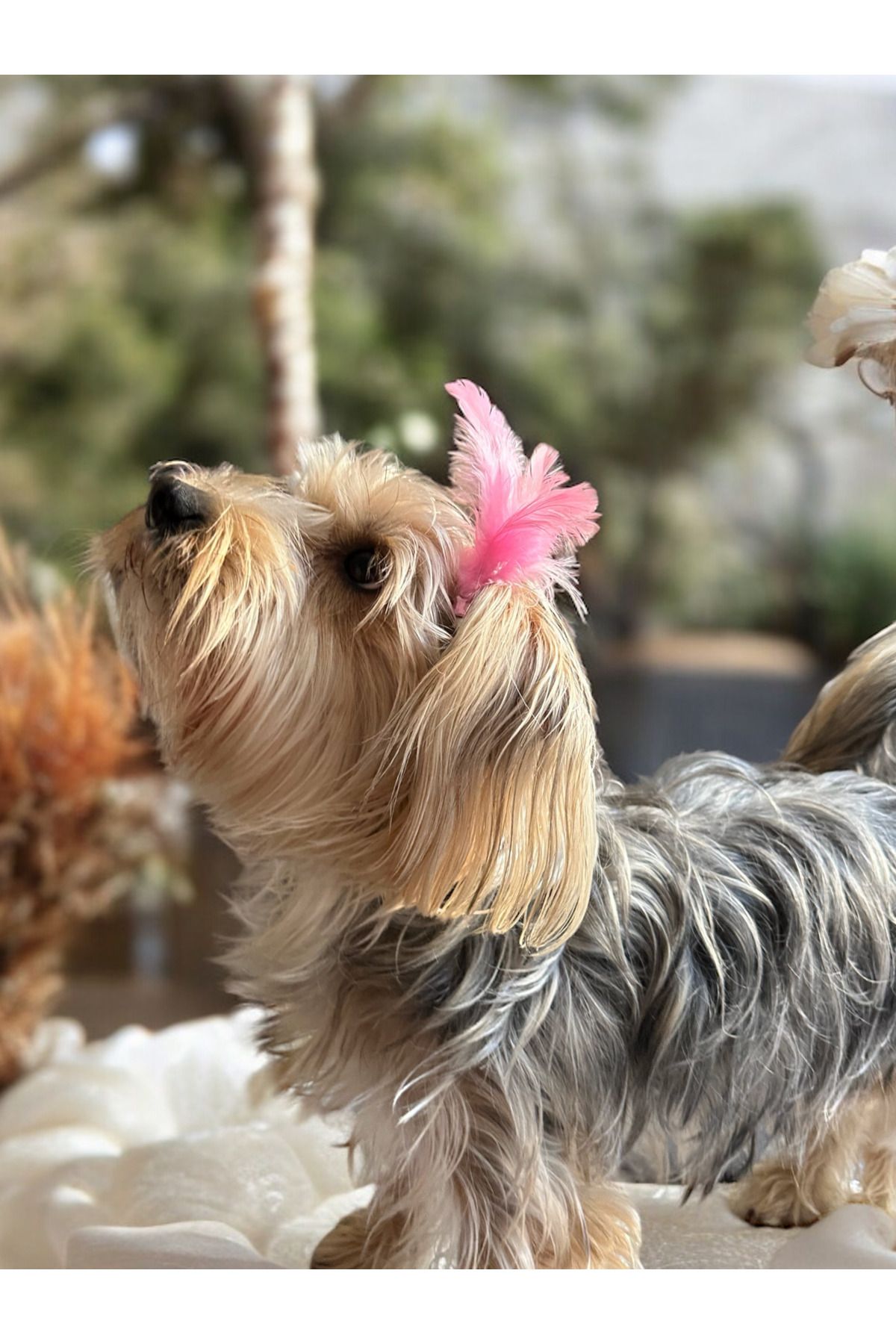 LeoMila Pet Shop Leomila Tekli Köpek Tokası & Tüylü Köpek Tokası Aksesuarı & Tüy Toka