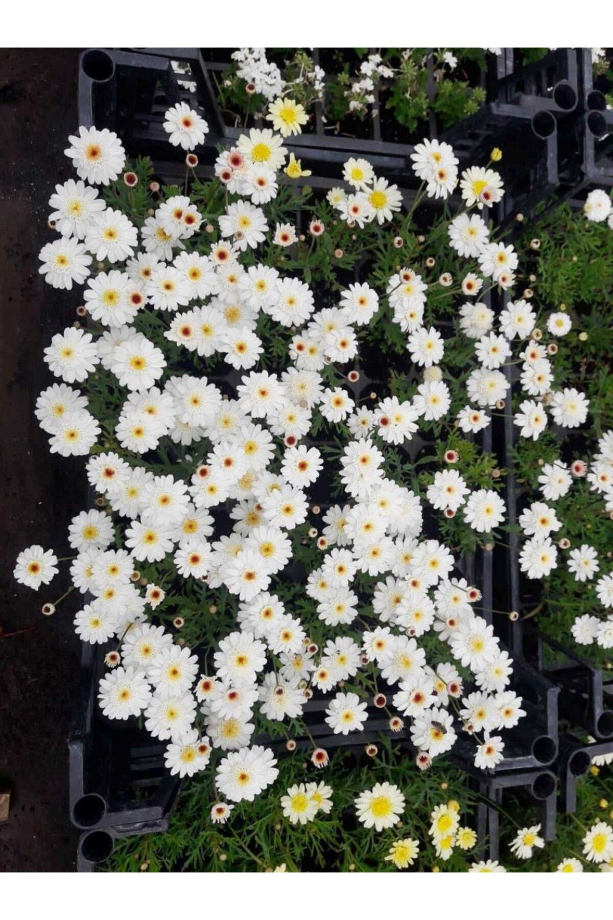 Tunç Botanik Beyaz Papatya Çiçeği 45 Adet - Saksıda Canlı