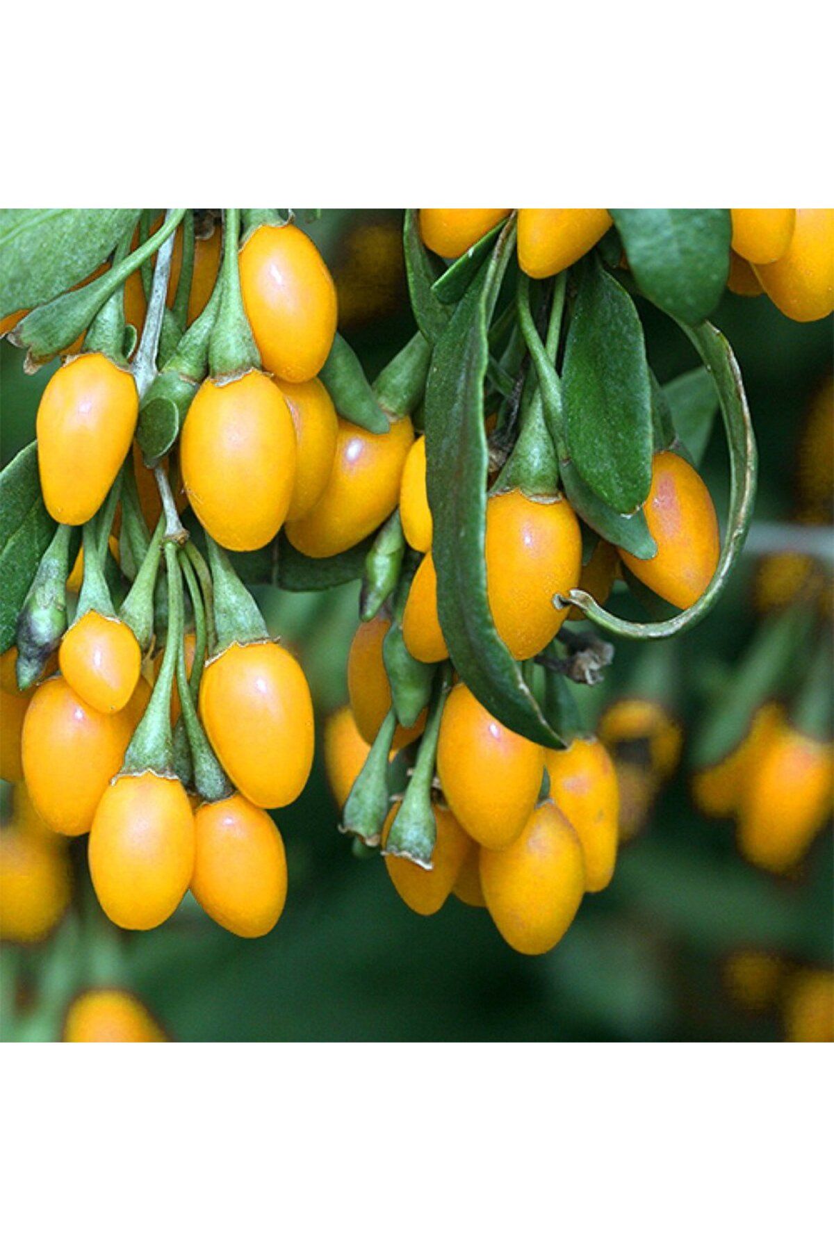 Genel Markalar Tüplü Nadir Çeşit Sarı Goji Berry Kurt Üzümü (bambulu)