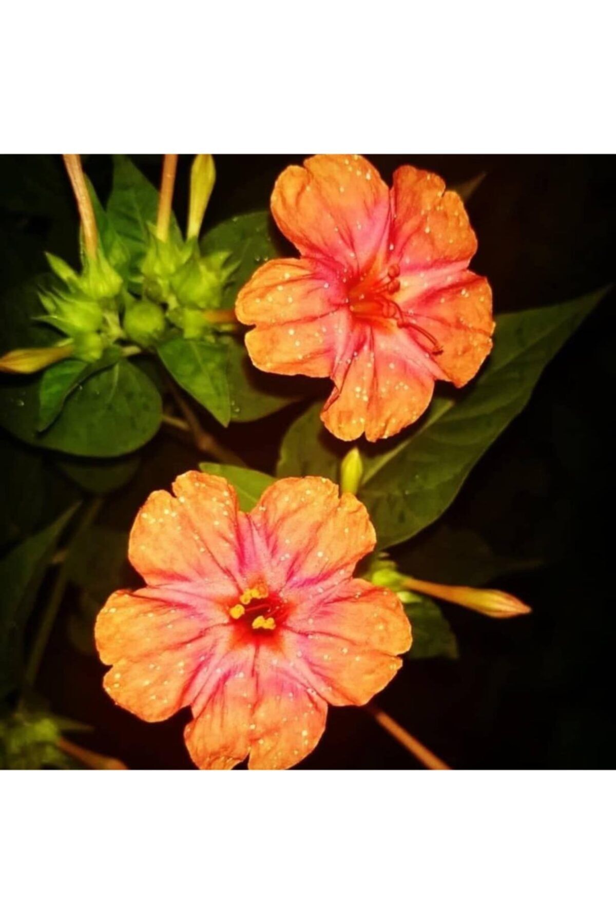 Bilgarden Somon Renkli Akşam Sefası Çiçeği Tohumu