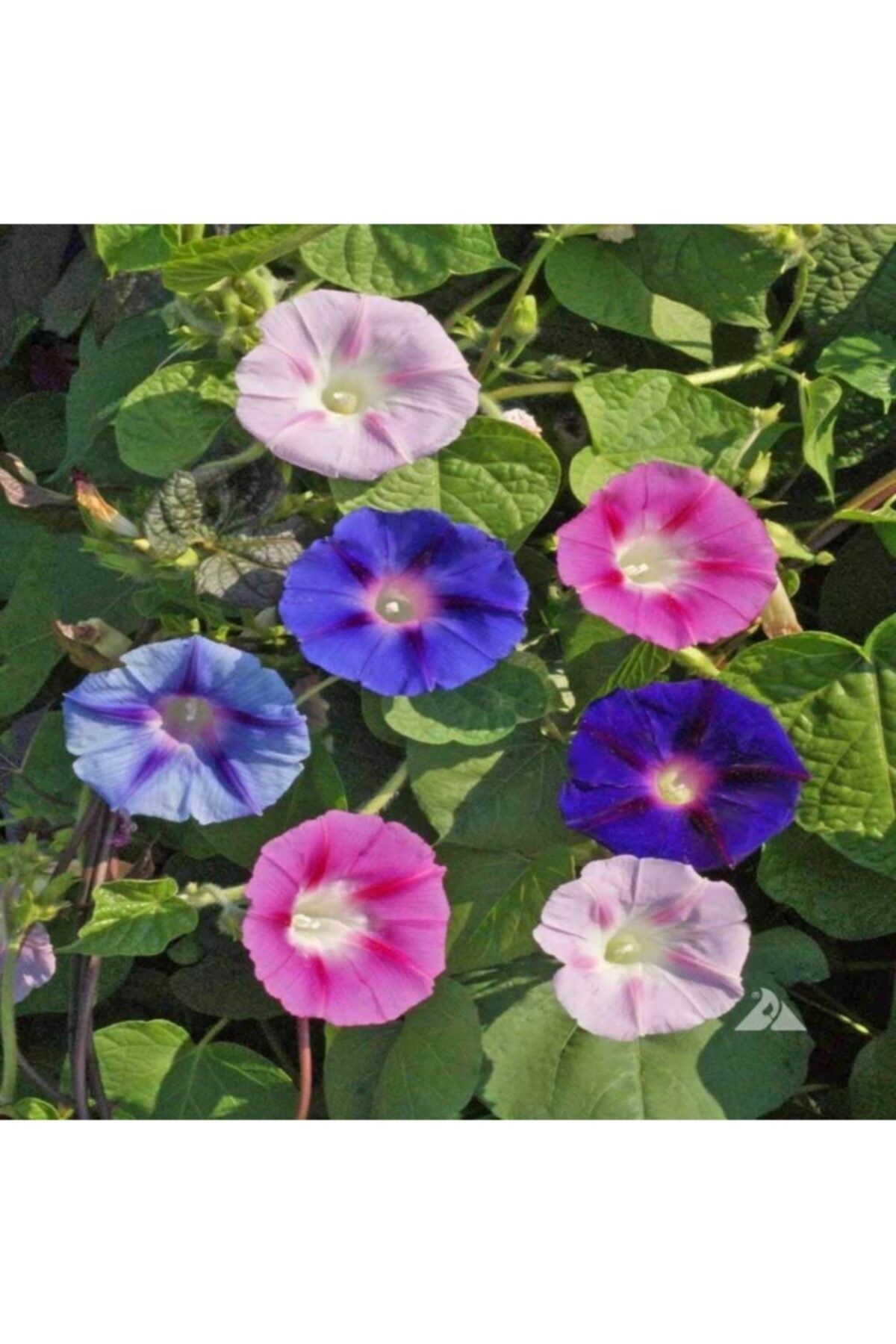 Bilgarden Karışık Renkli Fielgrown Kahkaha Çiçeği Tohumu 10 Tohum
