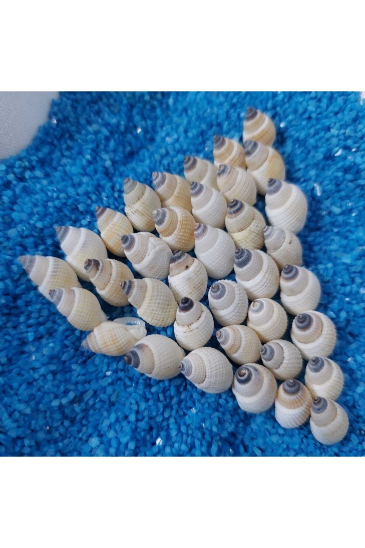 Aker Hediyelik 1cm Küçük Deniz Kabuğu 50gr Teraryum Deniz Kabukları Silis Akvaryum Süs Ufak Kabuk Modelleri