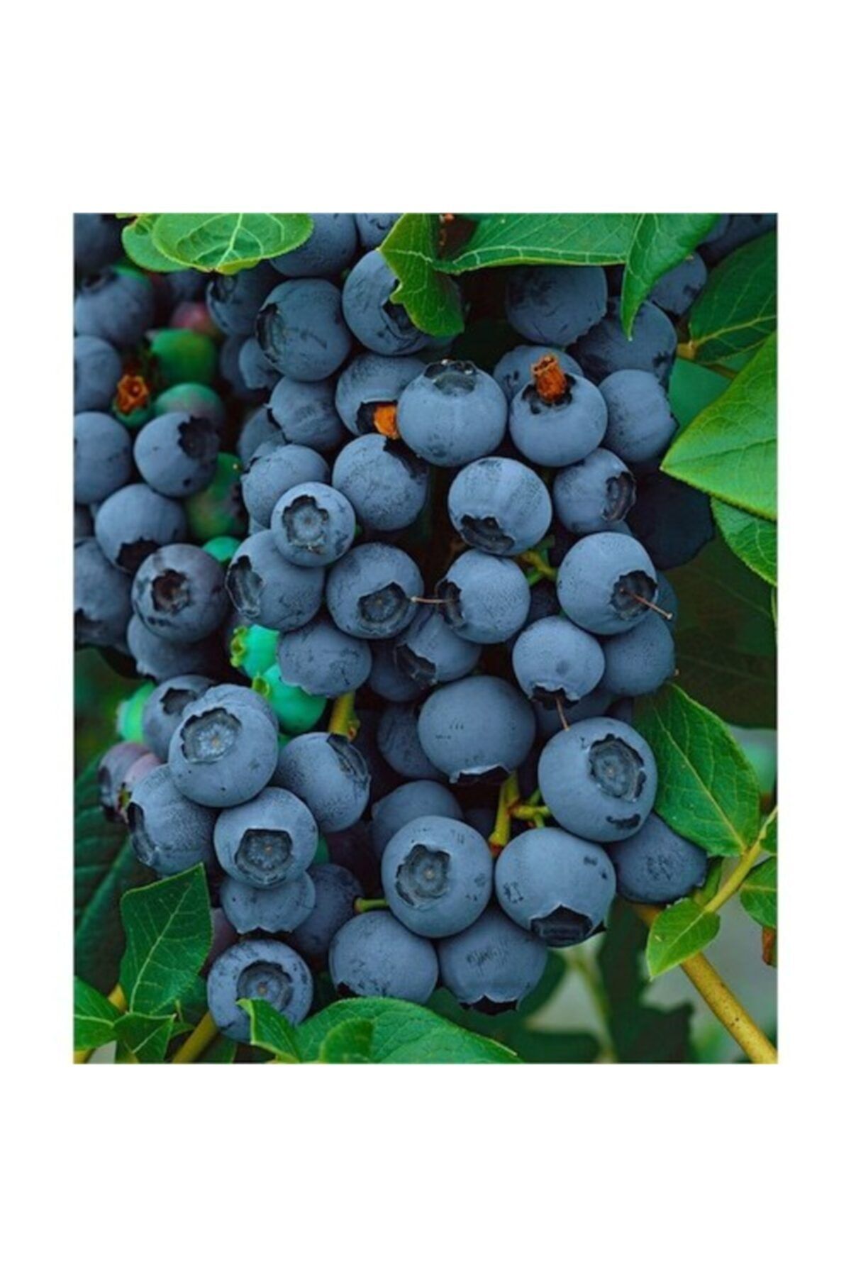 BURSATARIM Duke Yaban Mersini Fidanı Saksılı ( Maviyemiş ) Blueberry