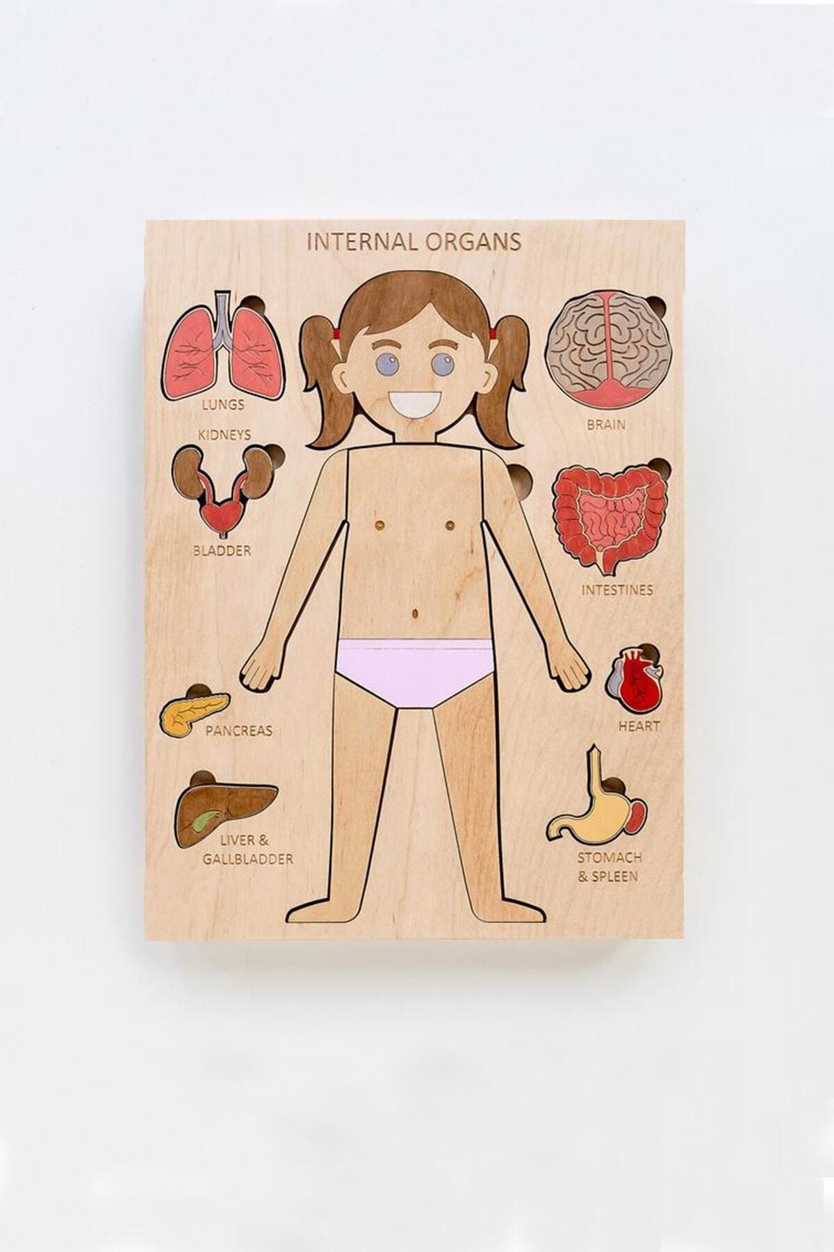 Ankebut Boyanabilir Ahşap Kadın Vücudu Ve Organları Yapboz Puzzle