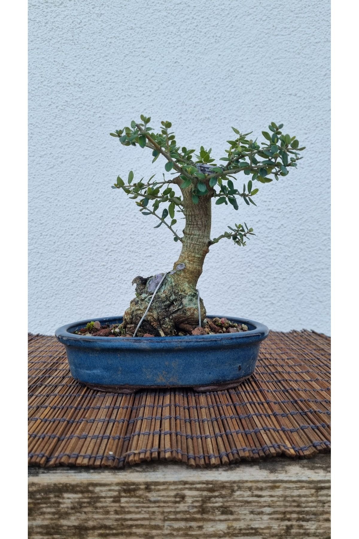 Yalova Bonsai Art Bonsai Zeytin