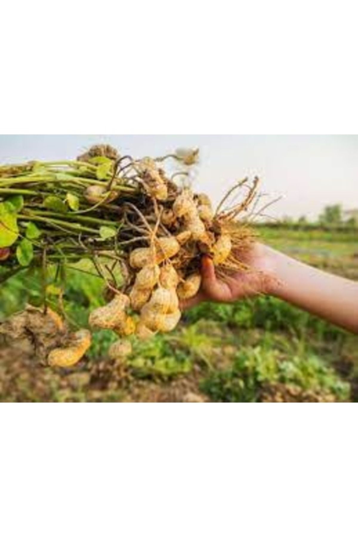 Köy Tohumları 100 Adet Tohum Organik Bahçe Osmaniye Yer Fıstığı Tohumu Taze Hasat Fıstık Tohumu Hediye Tohumlu