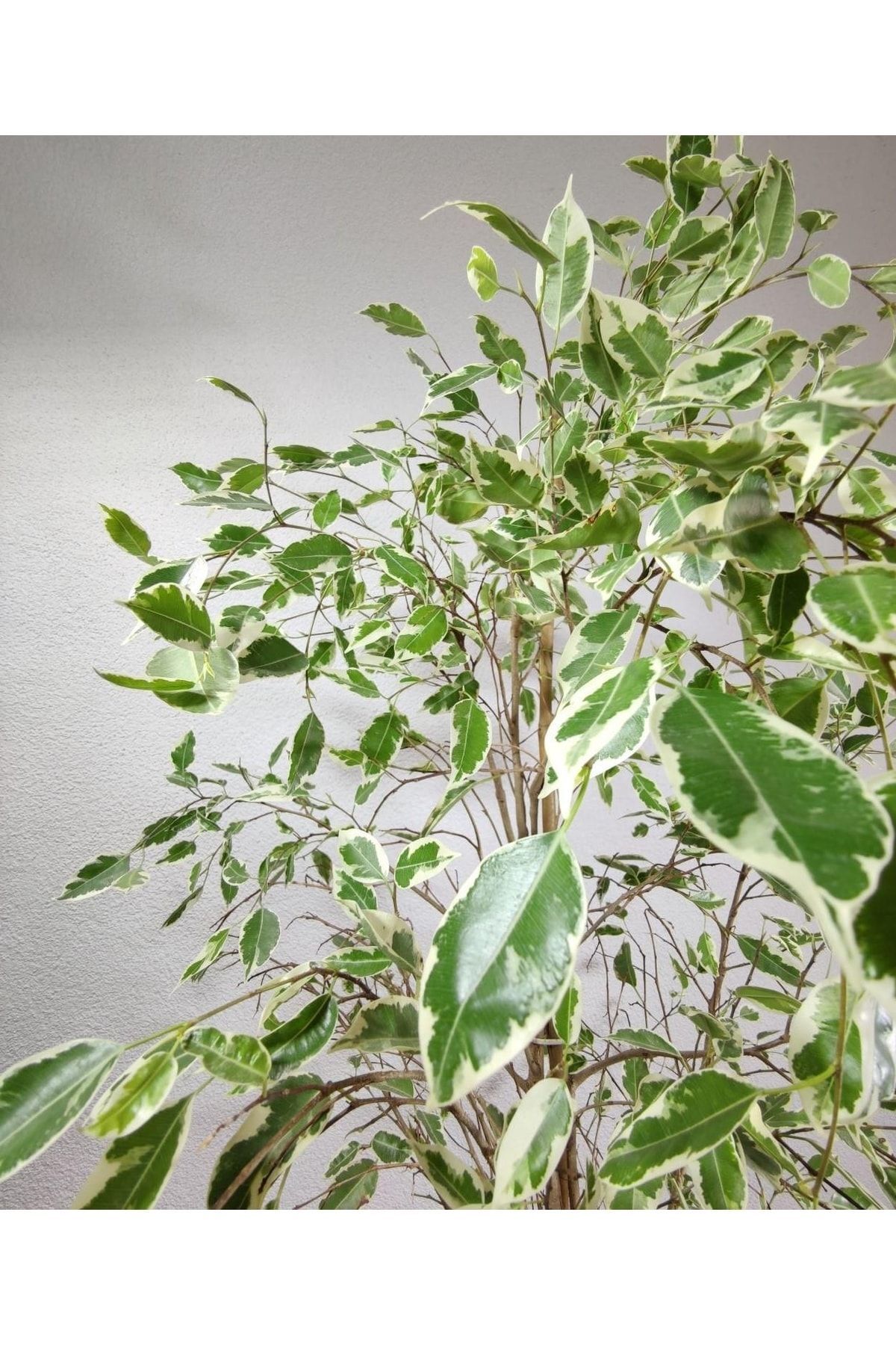 Bitki Fidanım Ficus Benjamina Starlight 80-100 Cm