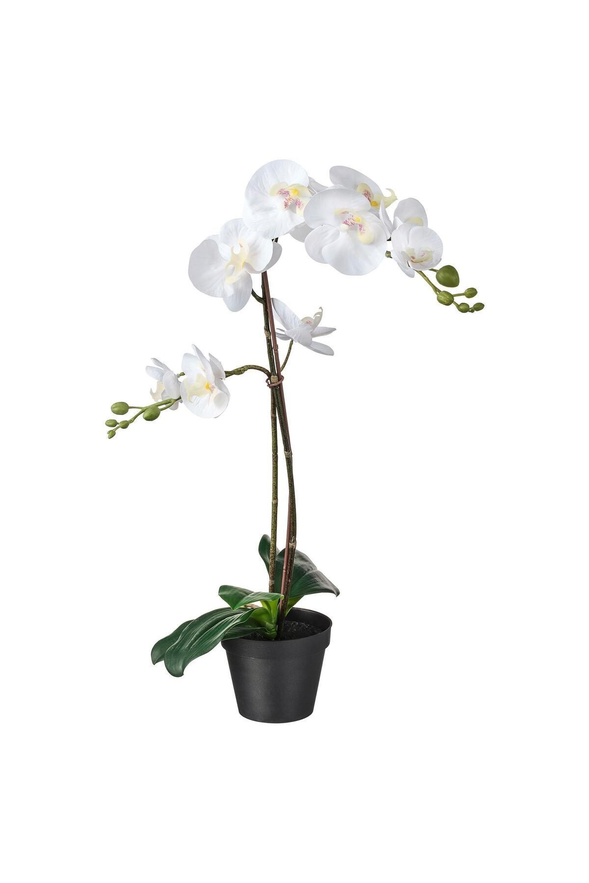 IKEA Yapay Saksılı Beyaz Orkide, MeridyenDukkan 12 cm Ev-Bahçe Dekorasyonu