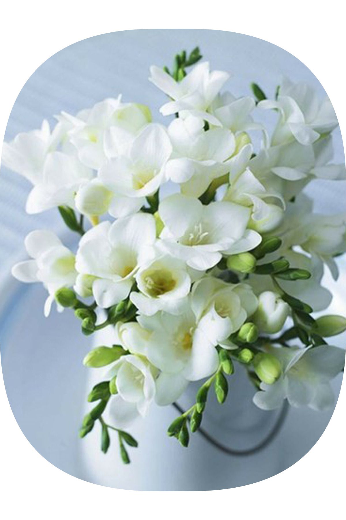 Genel Markalar 15 Adet Beyaz Frezya Çiçeği Soğanı Katmerli Mis Kokulu
