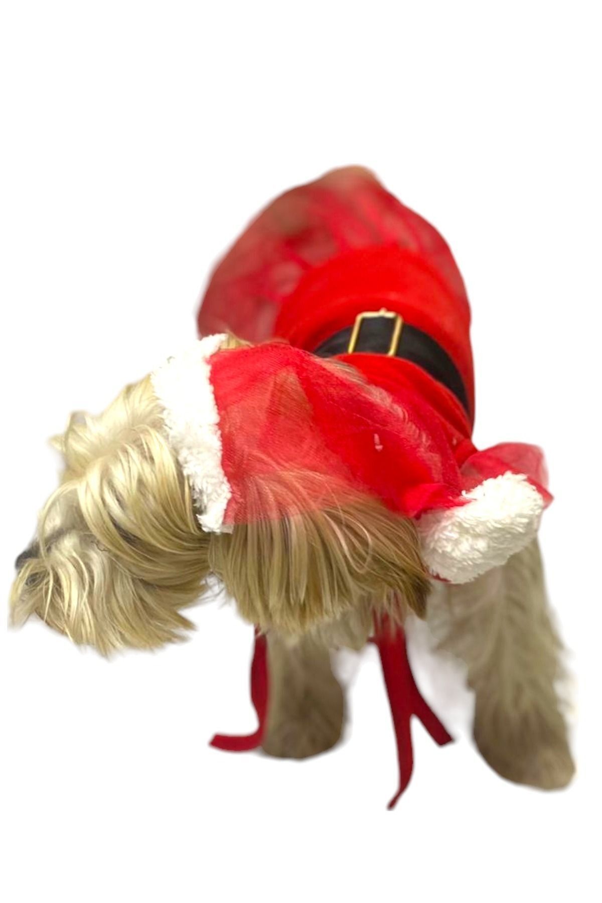 Sosyal Patiler Kırmızı Başlıklı Köpek Elbisesi