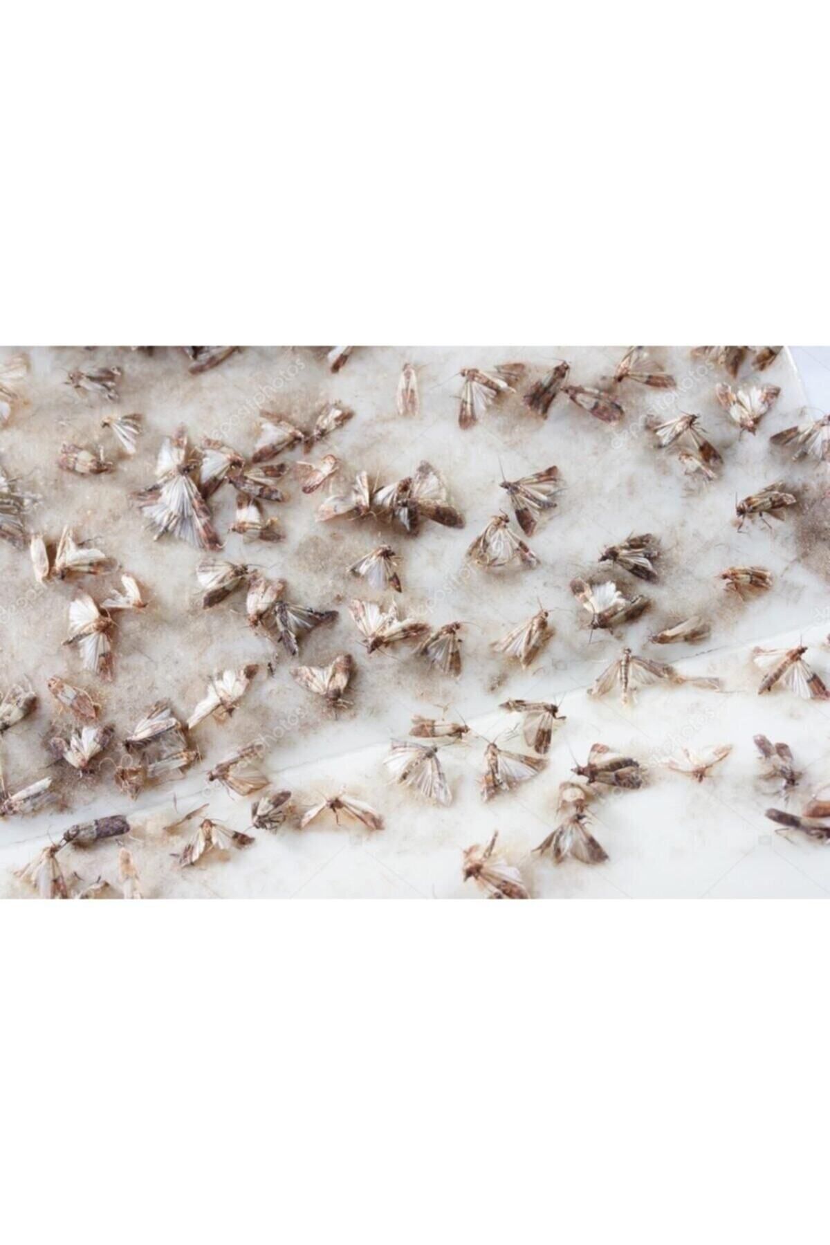DDPEST Güve Kelebeği Tuzağı Feromonu Ve 3 Adet Yapışkan Plaka Zehirsiz Kesin Çözüm