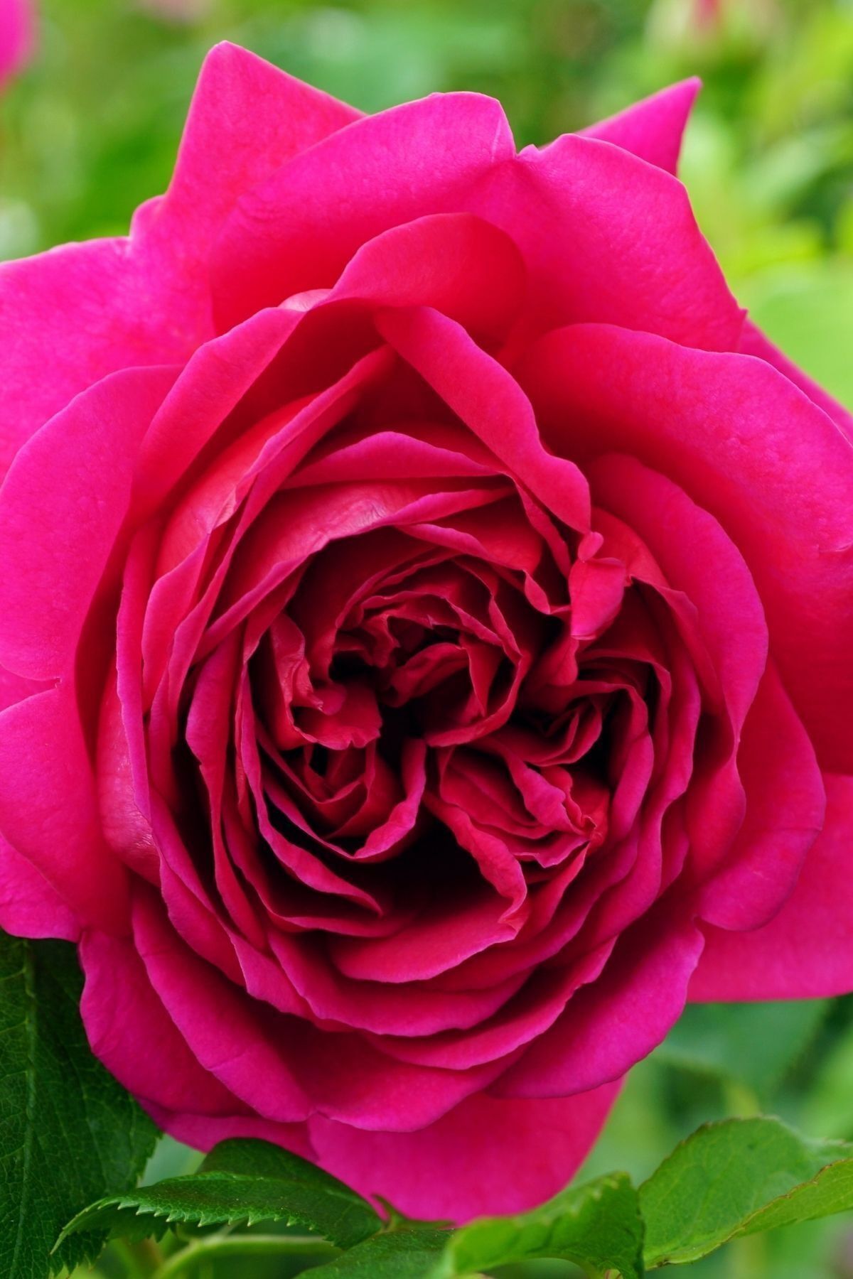 ALİBOTANİK Pembe Gül Fidanı Bulgar Gülü Bulgarian Rosa 50 Cm