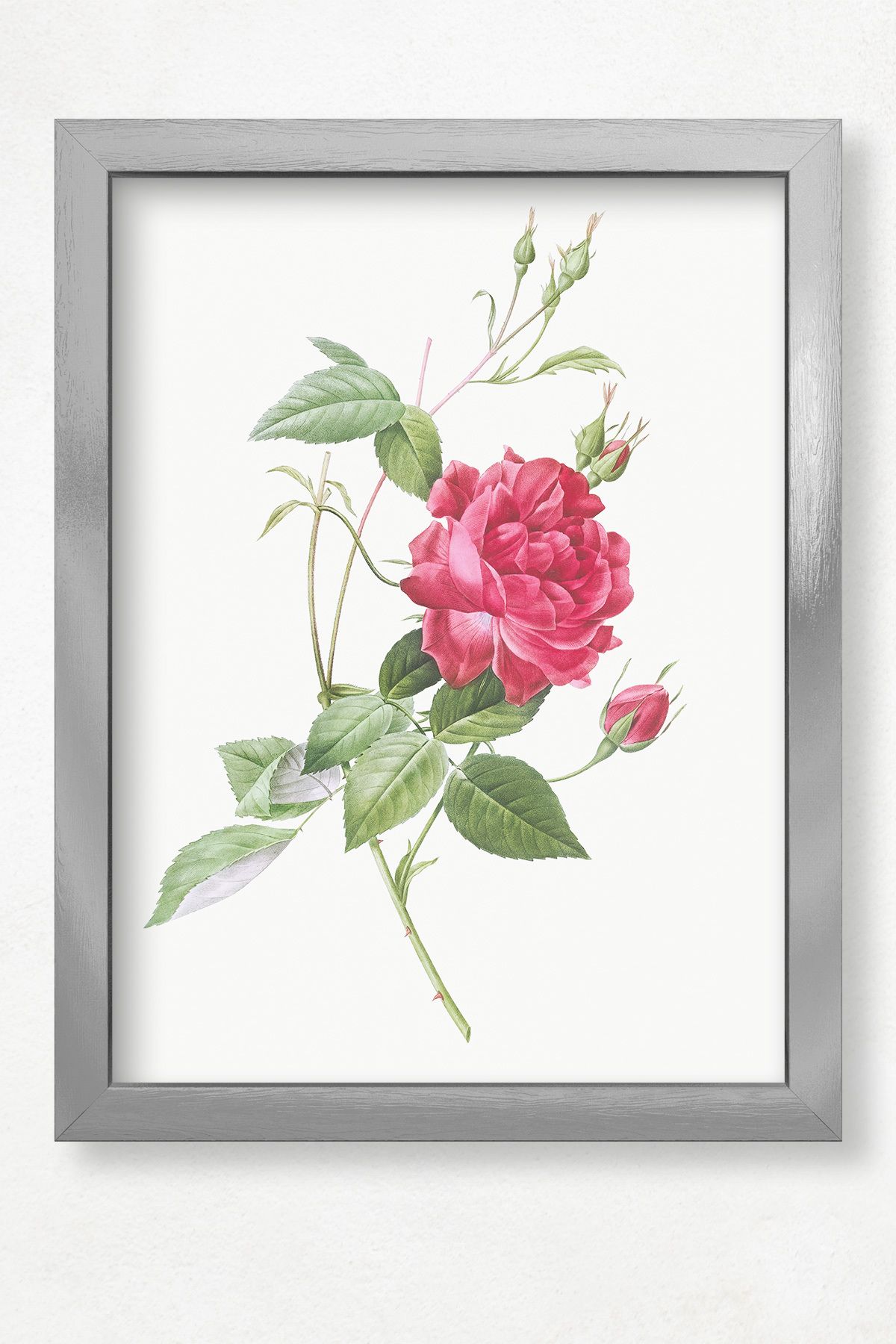 DuoArt Blood Red Bengal Rose/Floral/Doğal Ahşap Çerçeveli Poster/Çerçeve Rengi:Gümüş