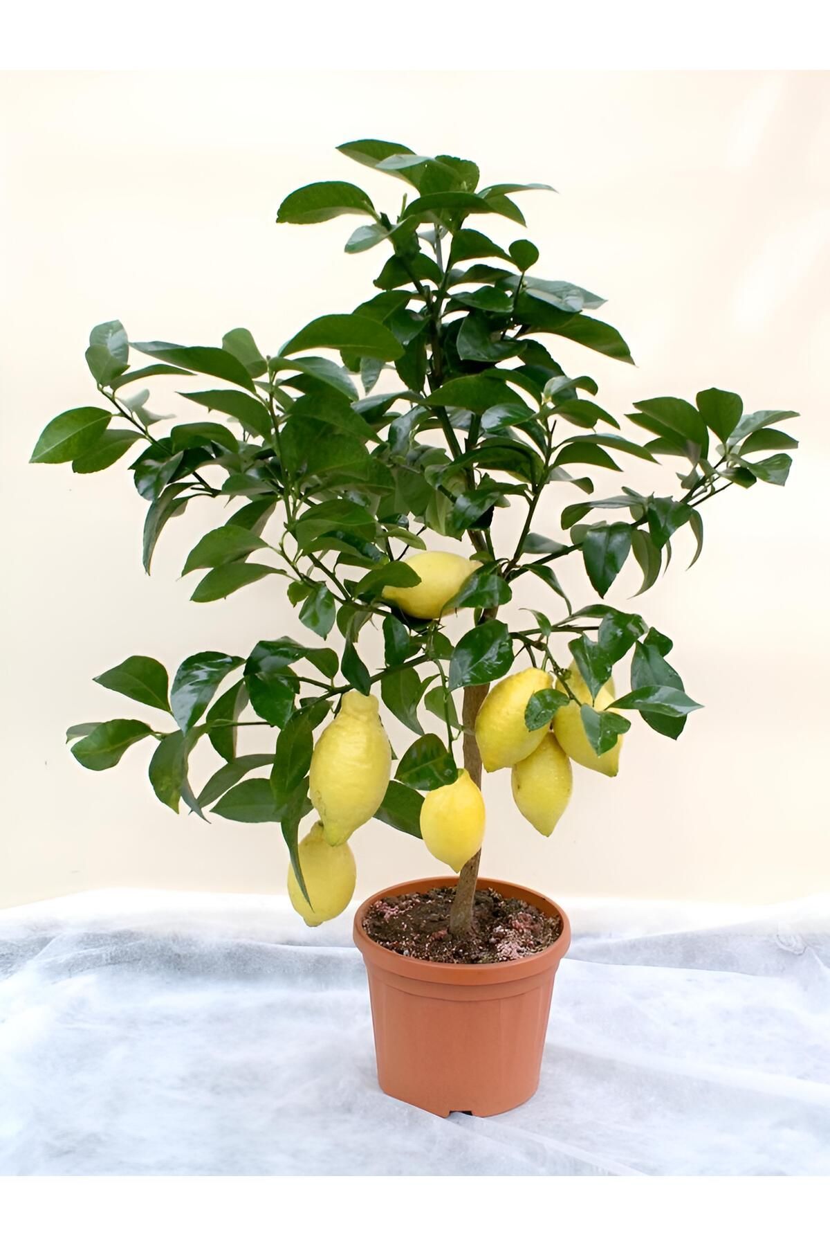 EVİM BAHÇEM Limon Fidanı ( Meyveli) Limon Ağacı Fidanı Yediveren Mayer Limon Fidanı