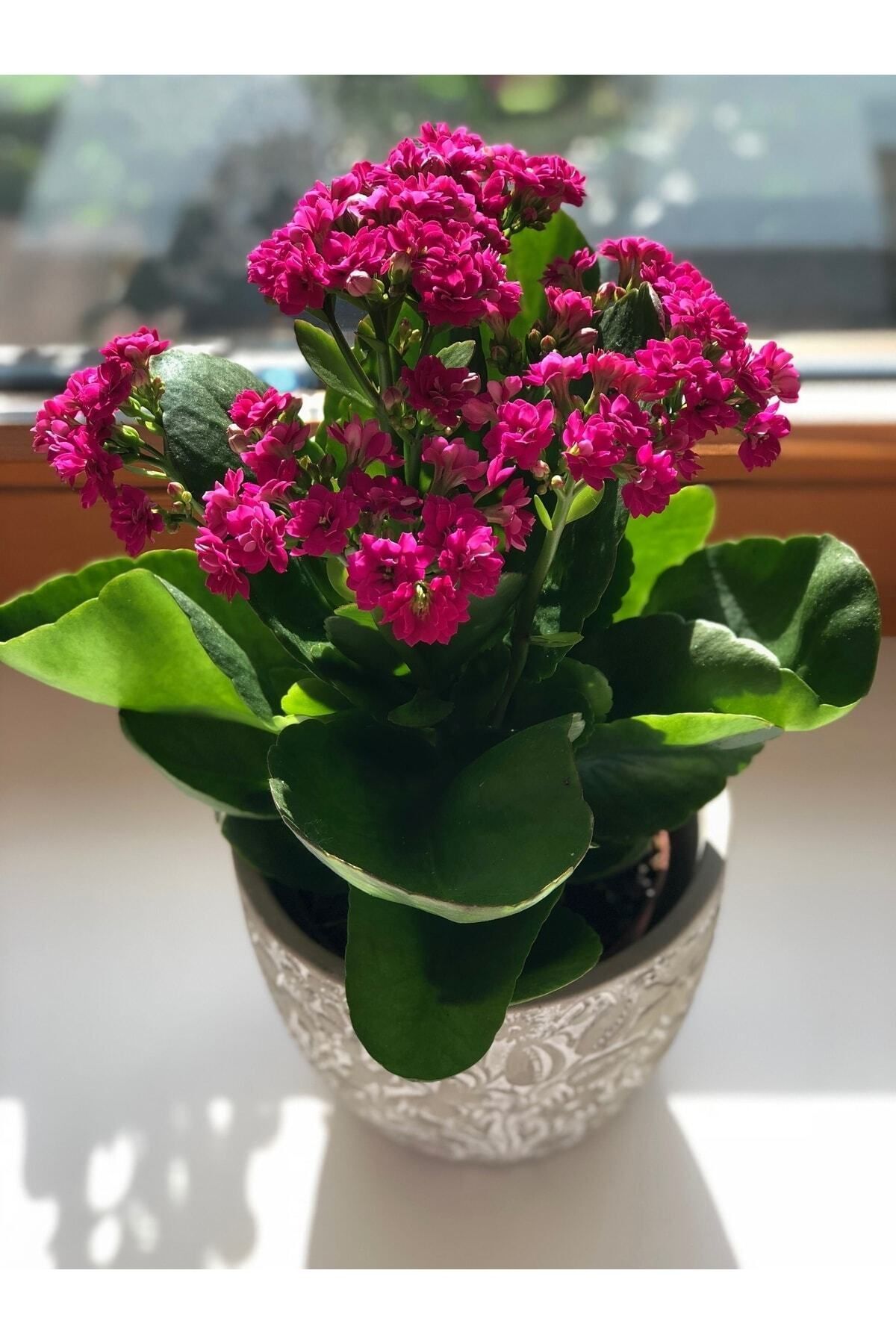 Aysima Çiçekevi Fuşya Pembe Canlı Kalanchoe Çiçeği Ithal Kalanşo Büyük Boy Saksılı Ev Ofis Salon Bitkisi.