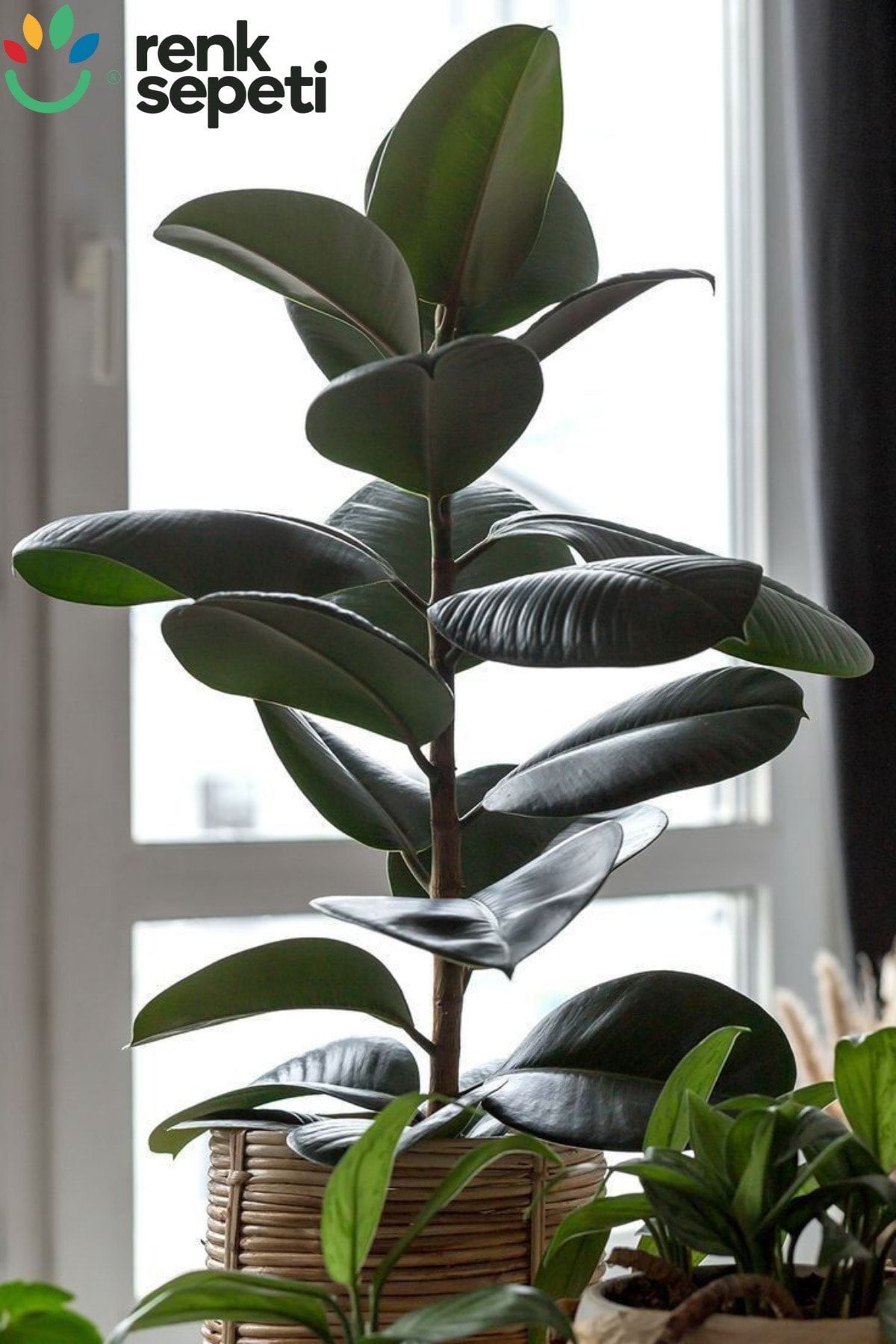 Renk Sepeti Ficus Elestica Robusta - Tekli Kauçuk - Salon Ve Ofis Bitkisi 80- 100 Cm