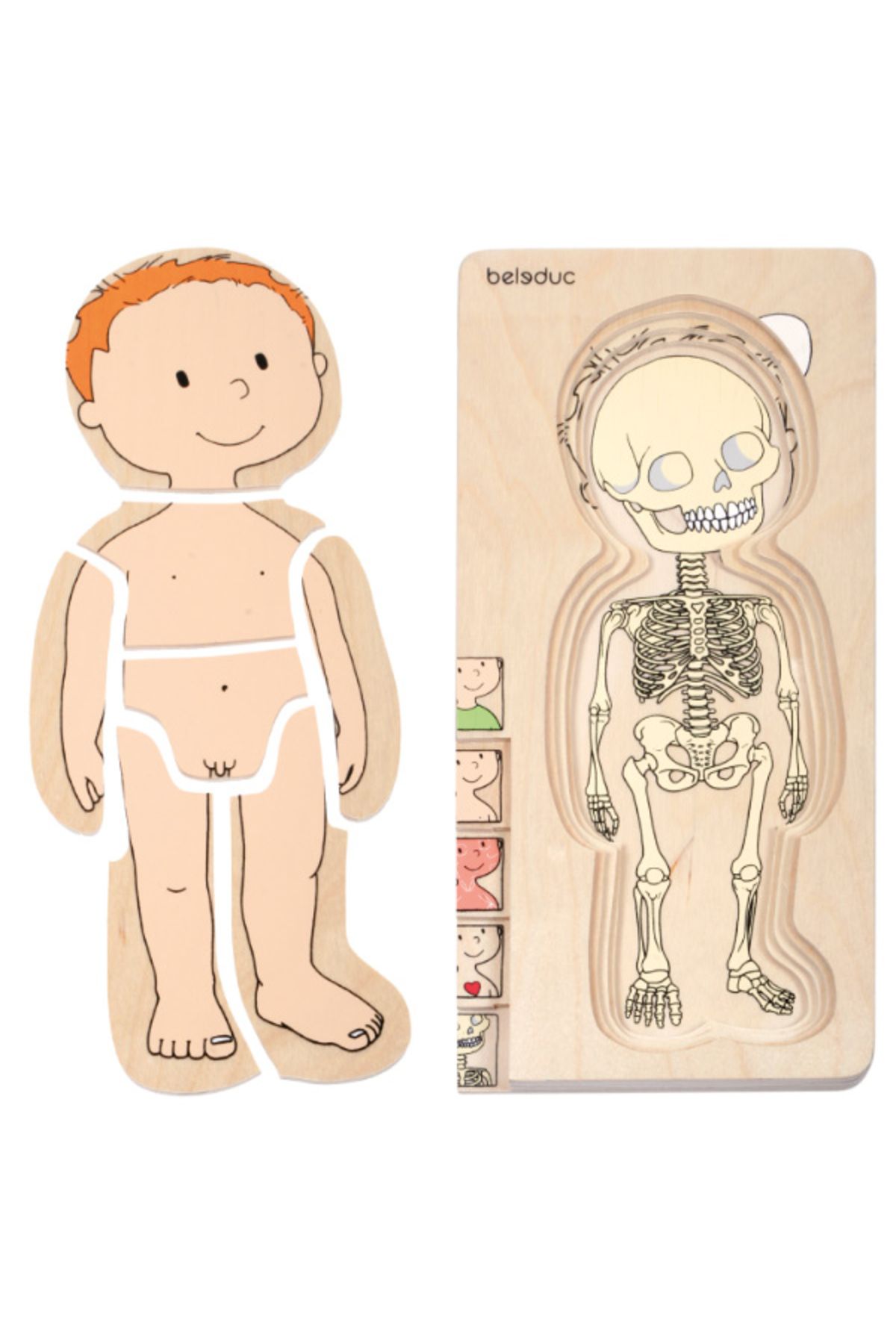 Beleduc İnsan Anatomisi Puzzle - Erkek