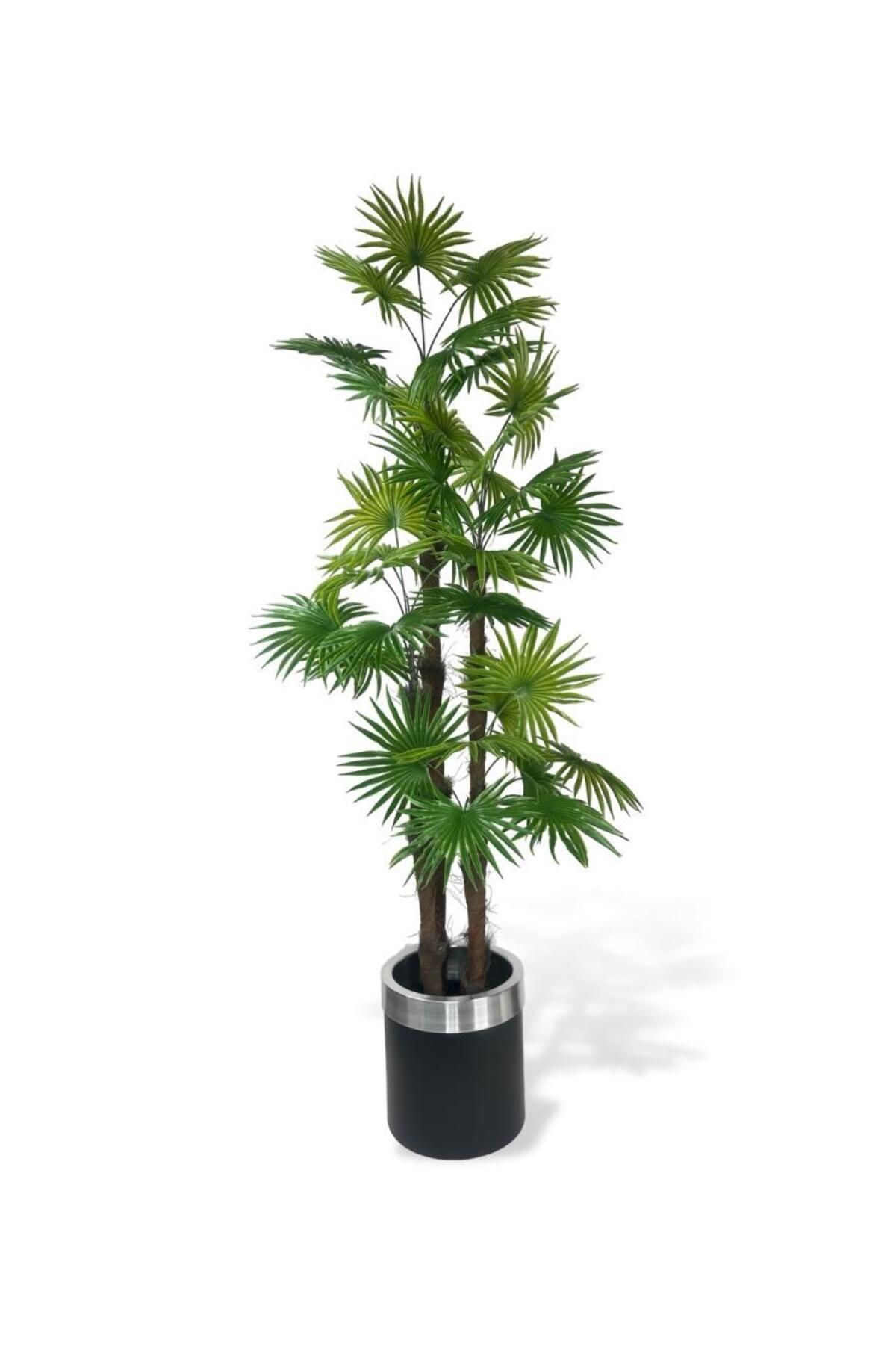 Nettenevime Yapay Ağaç Yelpaze Palmiye 4Katlı Fanpalm 32 Yaprak Gümüş Kemerli Siyah Saksıda 170*65cm
