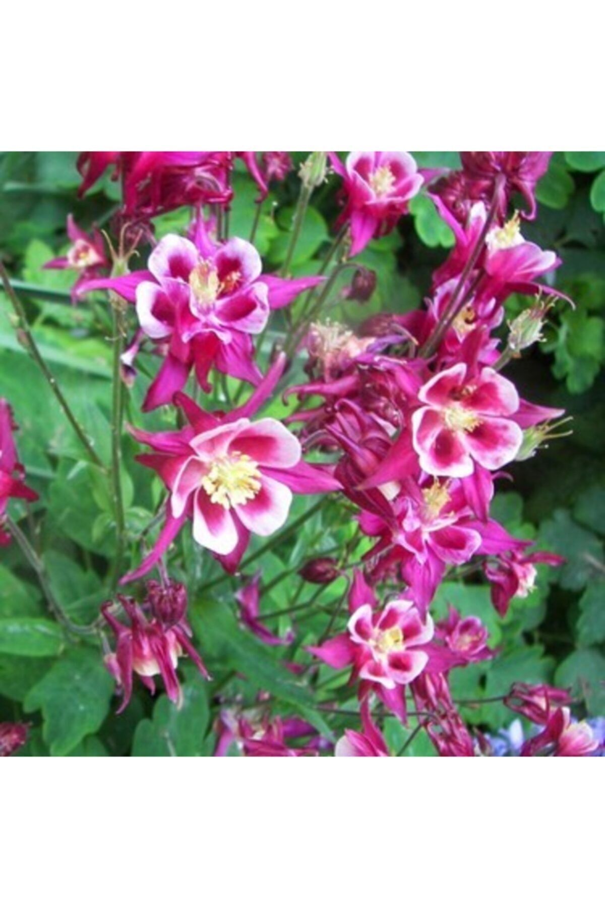 variegataseeds Haseki Küpesi Çiçeği Tohumu Beyaz Kırmızı 10 Adet