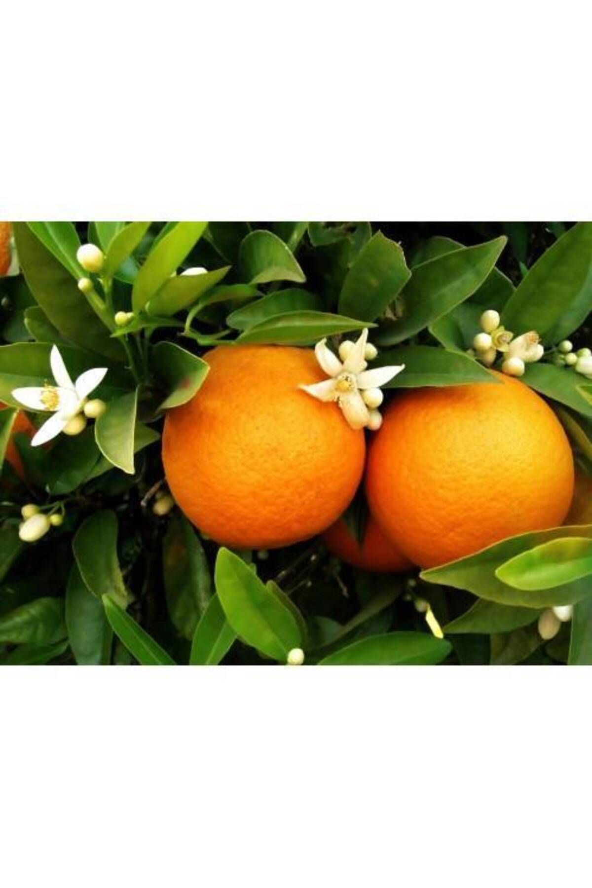 Tunç Botanik Üçlü Narenciye Seti - Limon Portakal Mandalina Fidanı