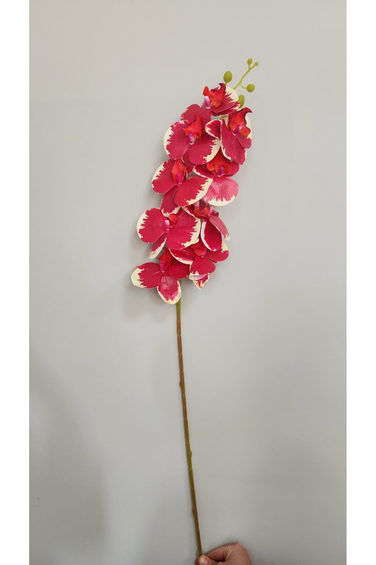 ALSHOP Gerçek Görünümlü Orkide Büyük Boy Yapay Orkide 85 Cm Çiçek kırmızı krem