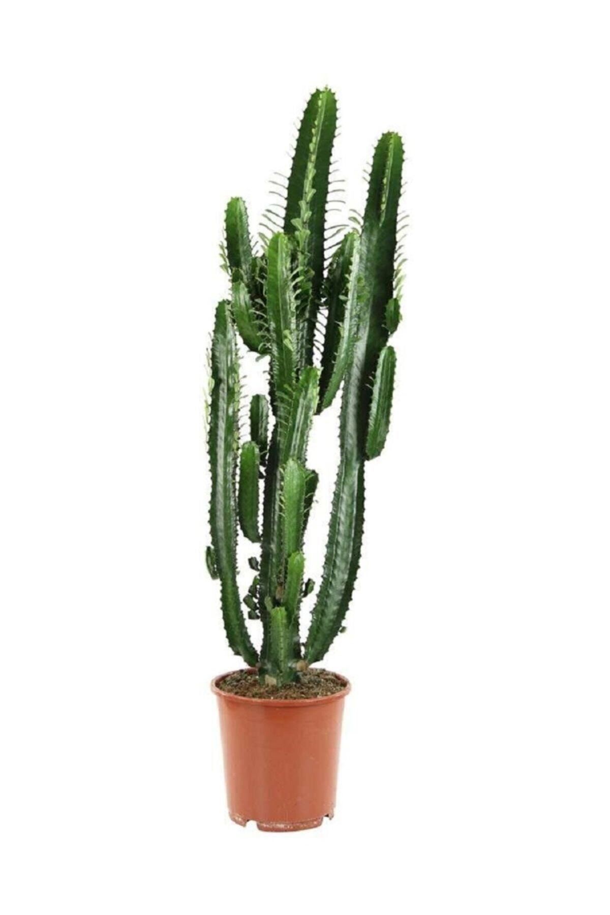 Genel Markalar Kaktüs Cactus Euphorbia Ingens 130 140 cm Süt Ağacı Ev Bitkisi Salon Bitkisi Ofis Bitkisi Kaktüs