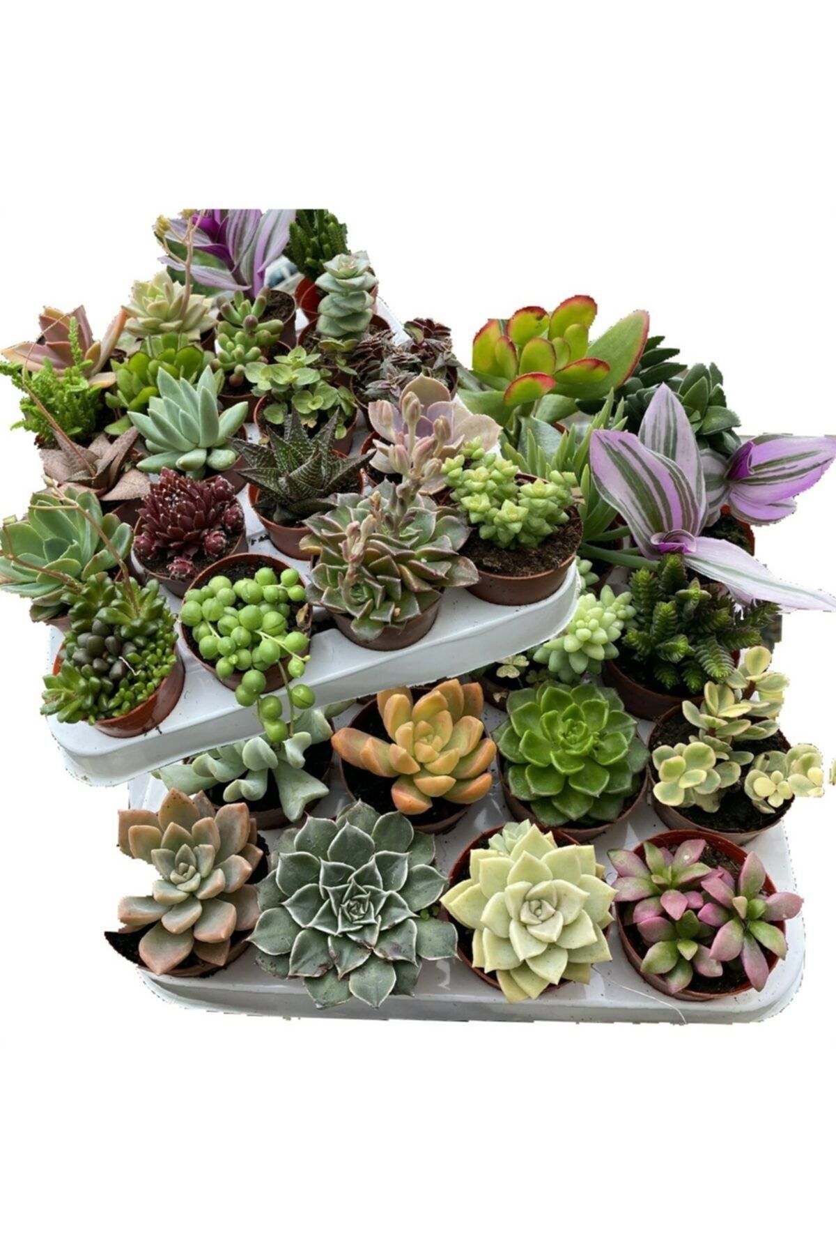 EGE GARDEN 10 Adet Sukulent Birbirinden Farklı Set 5.5 Cm Saksılarda Canlı