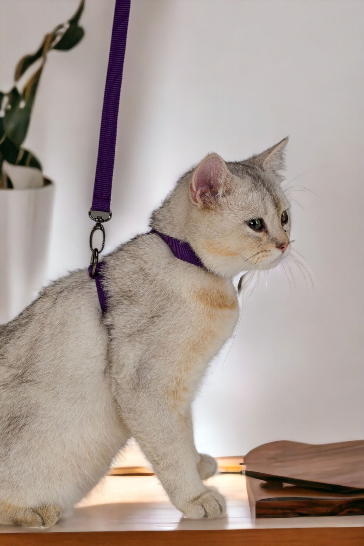 Viselia Kedi Tasması Boyun Göğüs Ayarlanabilir Sevk Kayışlı Gezdirme Seti