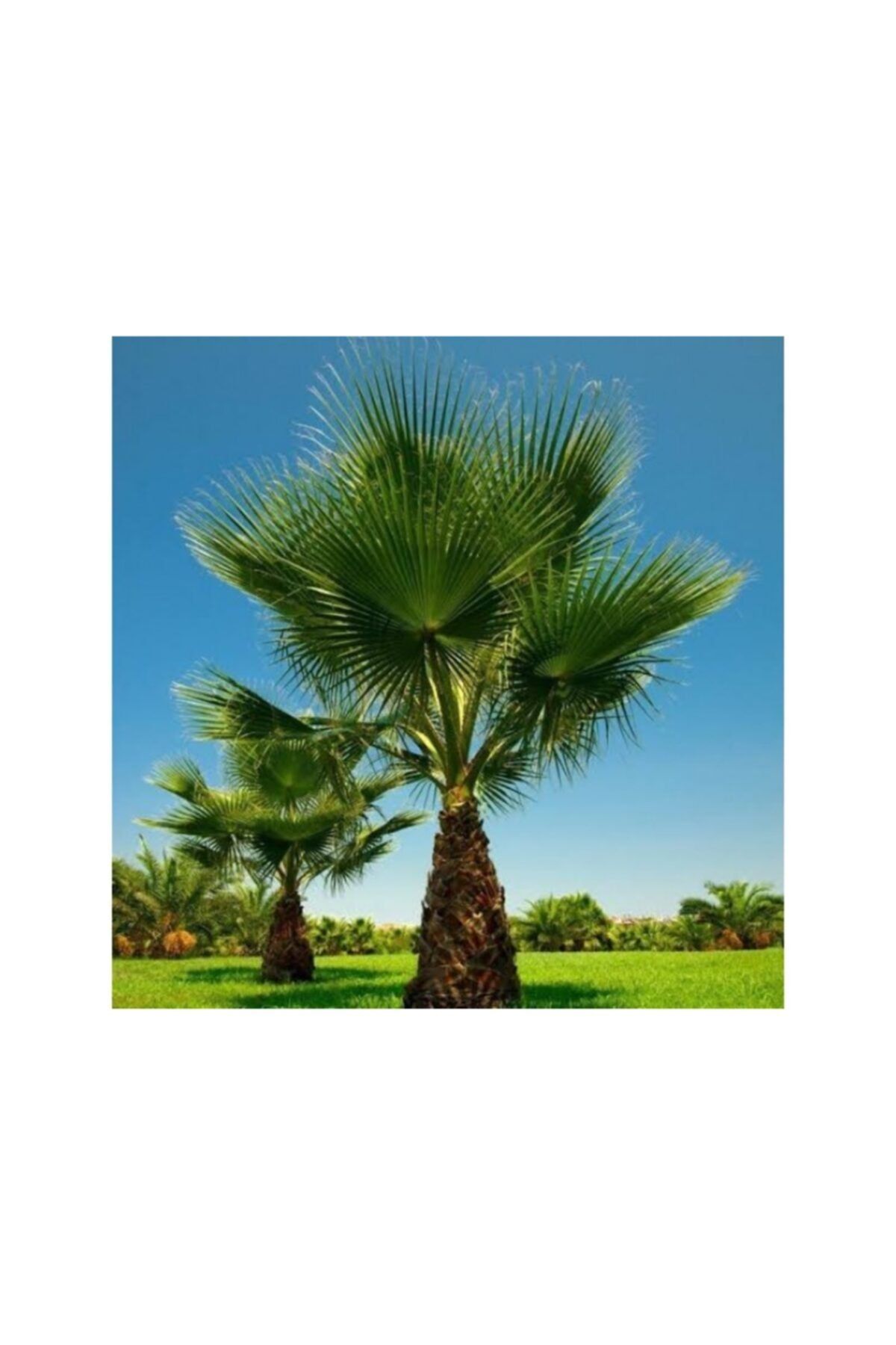 TROPİKAL Palmiye Ağacı Fidanı 30-50 Cm 3 Adet