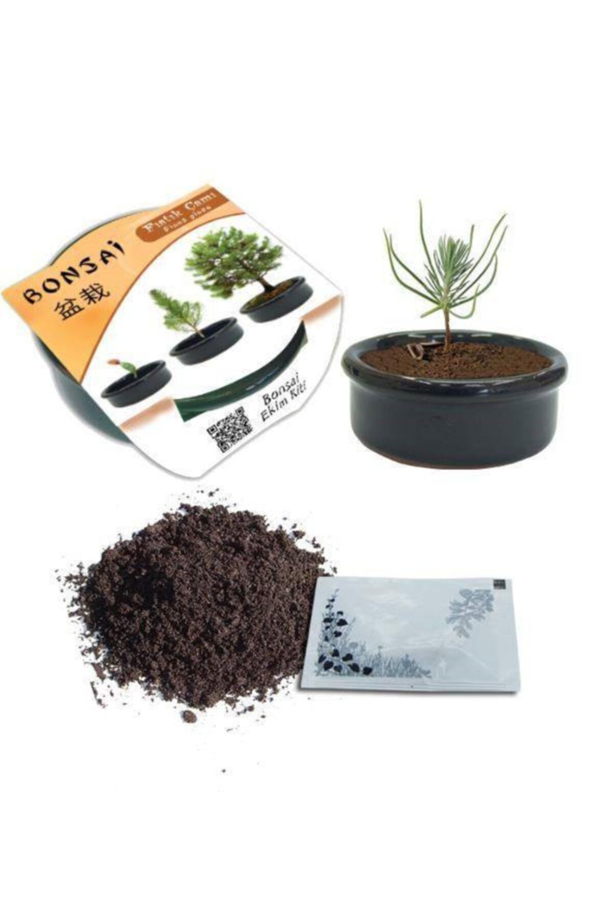 Çokuygunuz Bonsai Fıstık Çamı Tohumlu Minyatür Ağaç Yetiştirme Ekim Kiti
