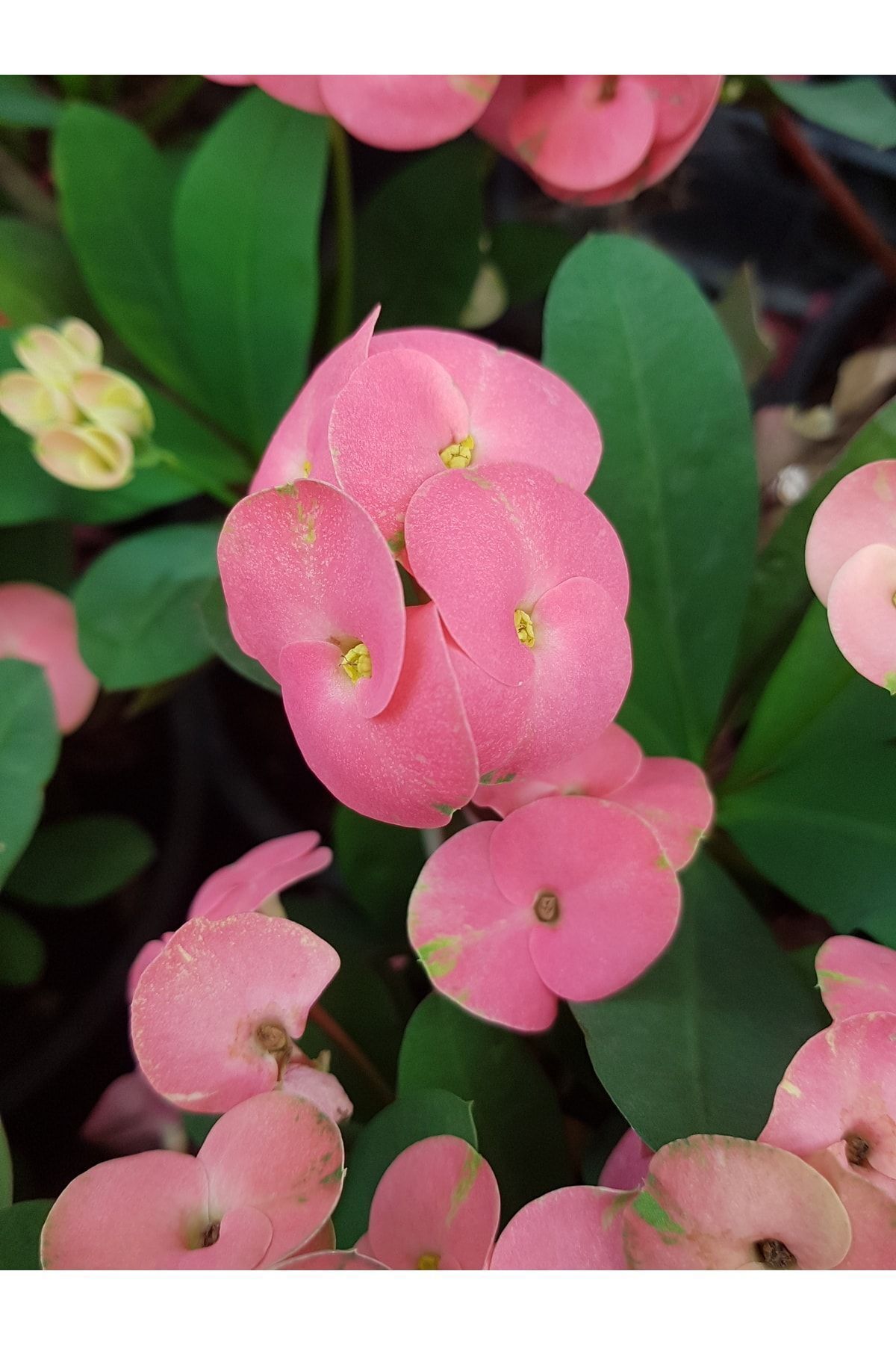 DOĞA BAHÇESİ Tayland Mili - Dikenler Tacı Iri Pembe Çiçek Açan 5.5cm Saksılı