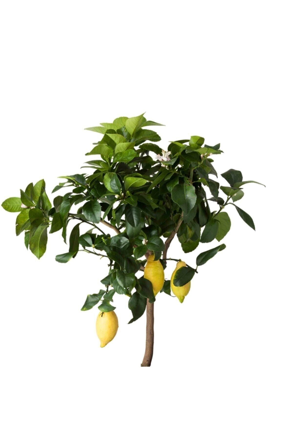 Hepsibahçemden Tam Bodur Mayer Limon Ağacı Yediveren - Dörtmevsimbahçe