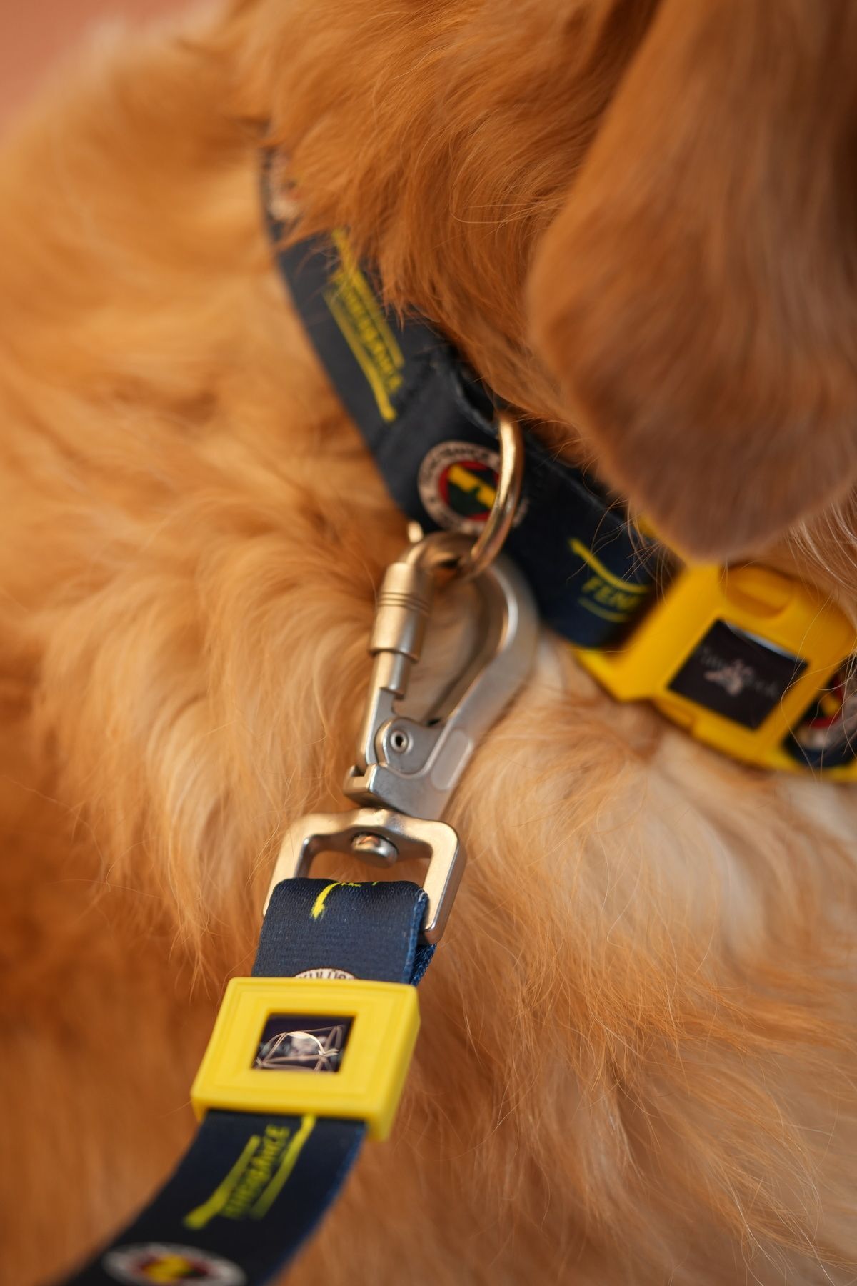 PAWLOOK Fenerbahçe, lacivert Logo, Köpek Tasması, köpek Gezdirme Kayışı