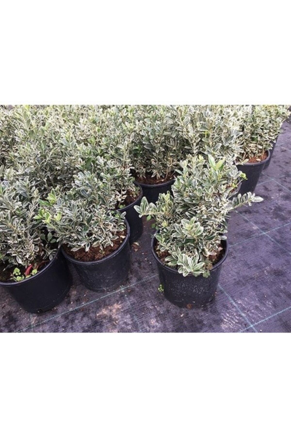 KURALKAN Gümüşi Çıtır Taflan Juniperus Sabina 20 cm