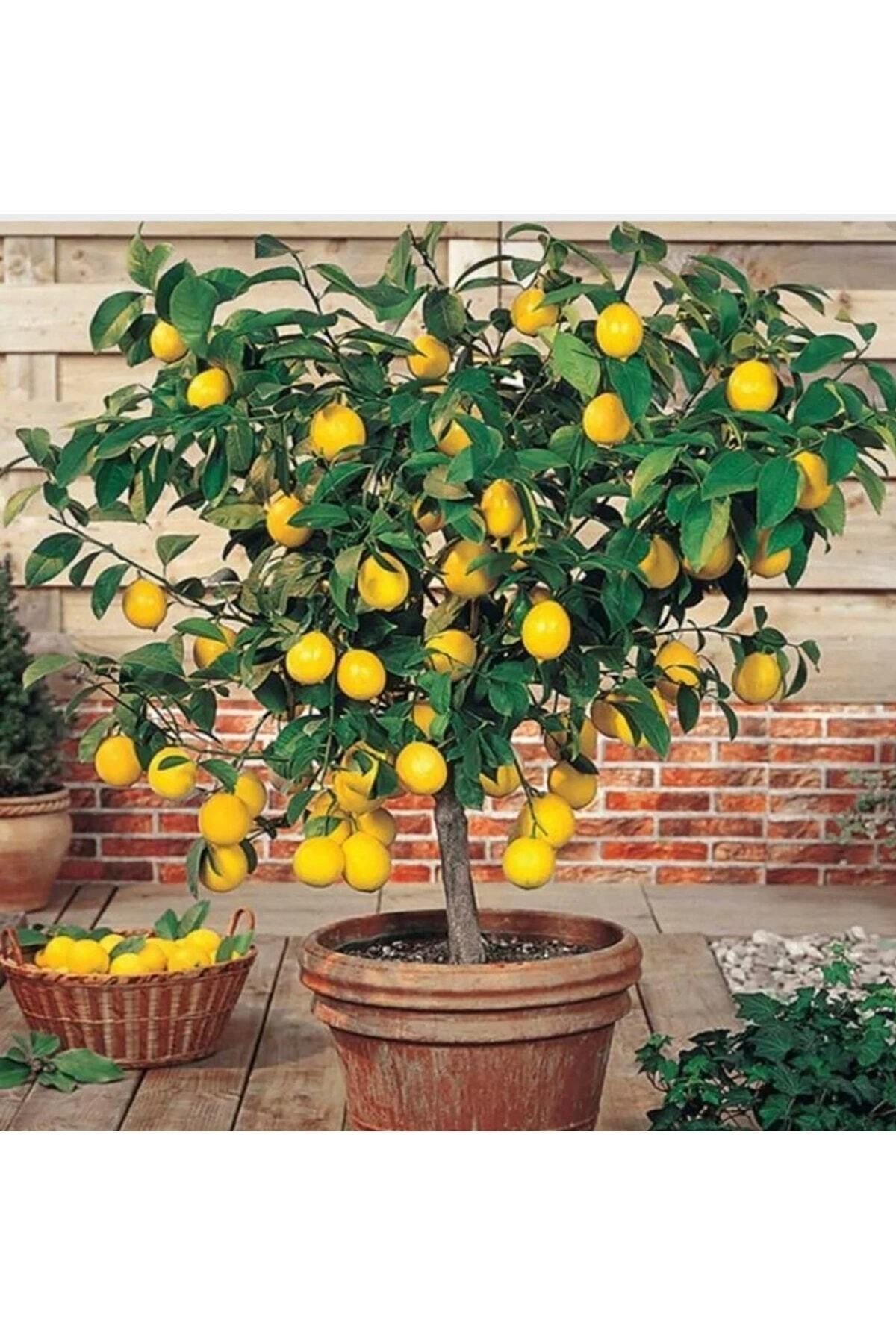 Bitkilerin Dünyası Limon Fidanı(MEYVESİZ) Aşılı Yediveren Mayer Limon Ağacı Fidanı Tüplü 3 Yaş 140 Ila 170cm