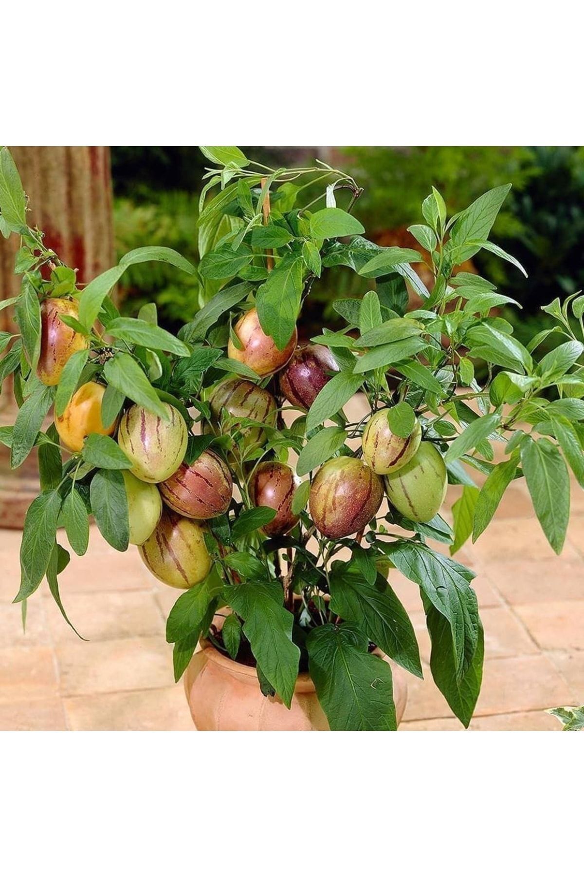 Fidan Şehri Pepino Fidesi