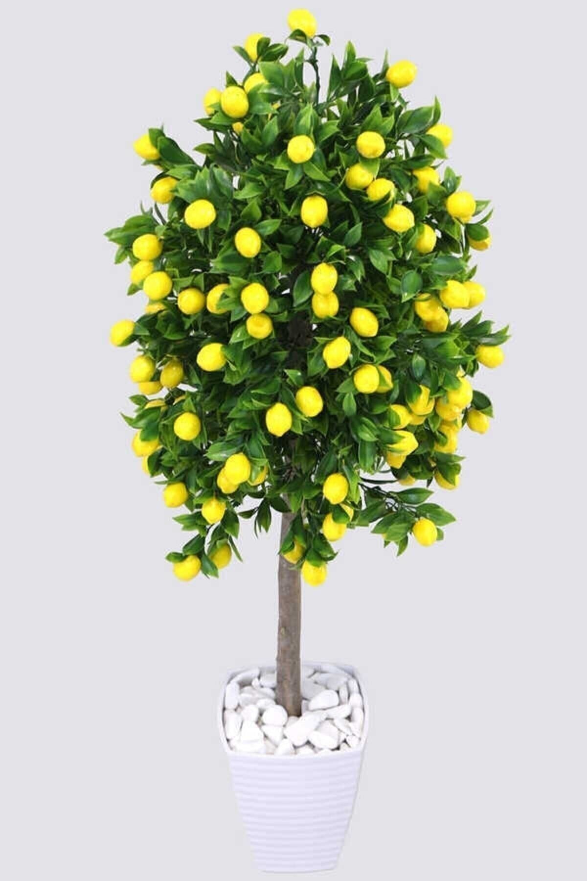 FidanDükkanı Tüplü Aşılı (1 YAŞ) Yediveren (MEYVESİZ) Mayer Limon Ağacı Fidanı