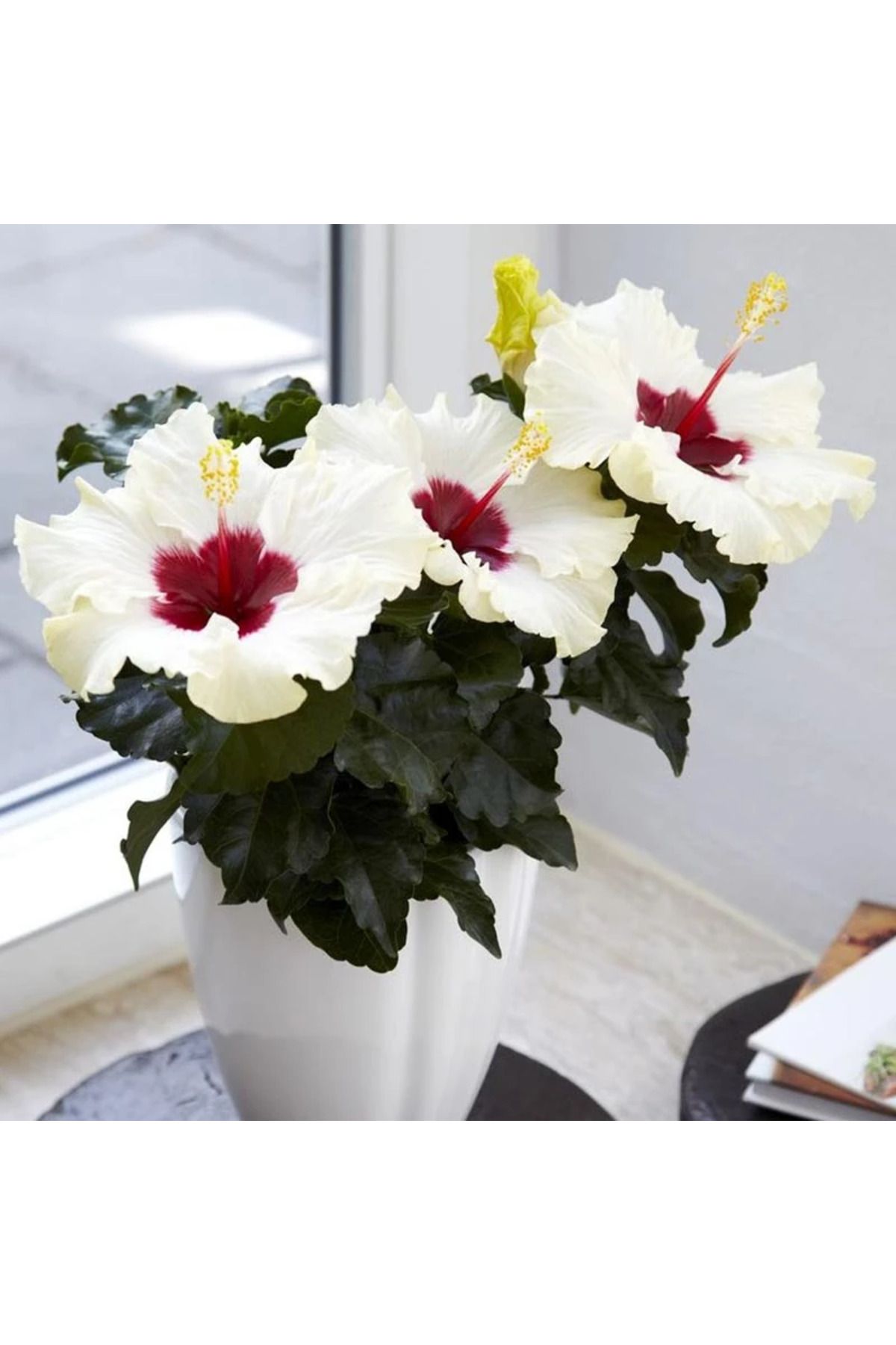 Genel Markalar japon Gülü Beyaz Çiçekli