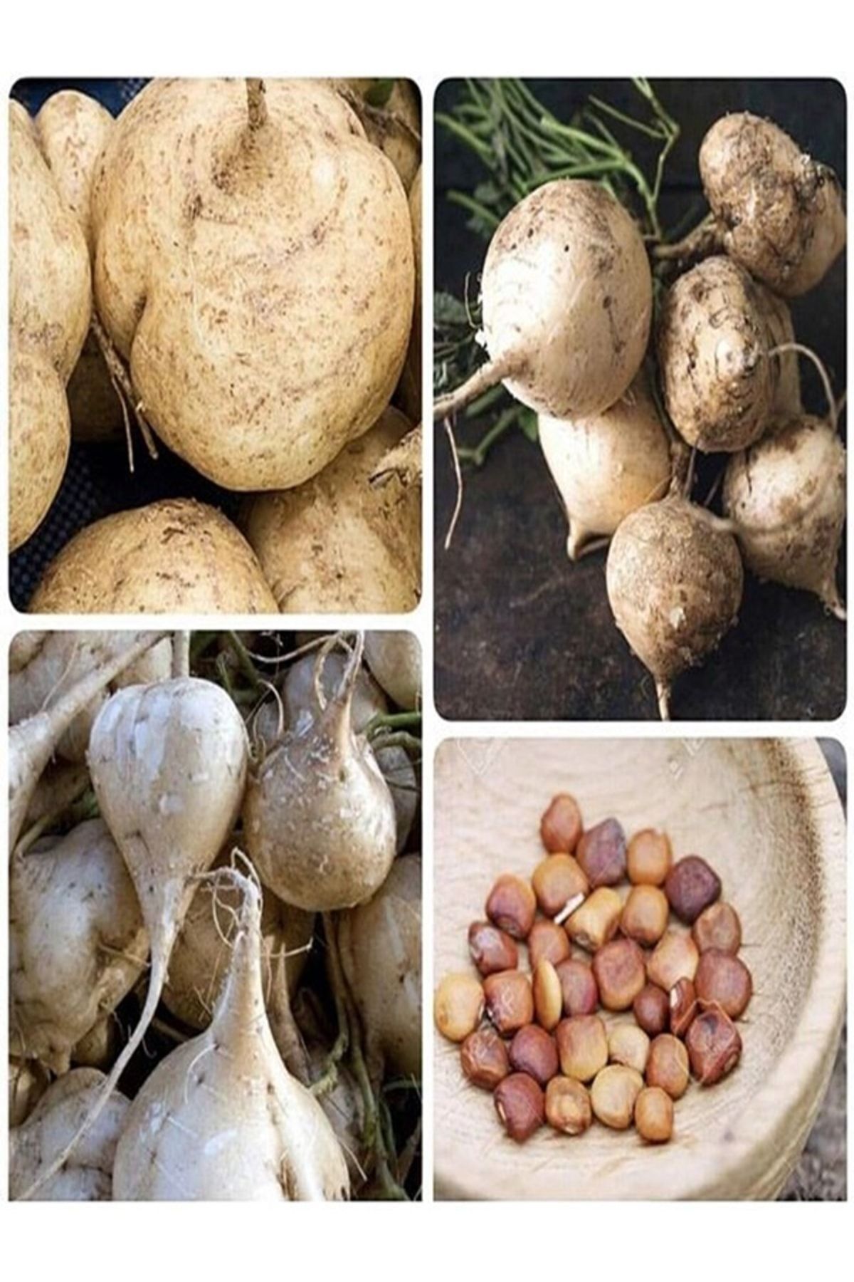 tohhum Tatlı Patates Tohumu