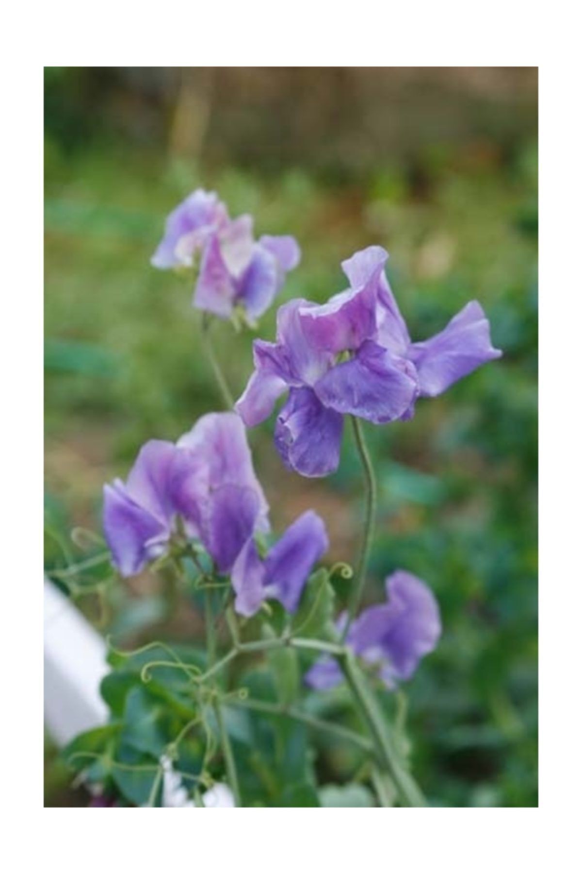 tohhum Mavi Bezelye Çiçeği (Sweet Pea)