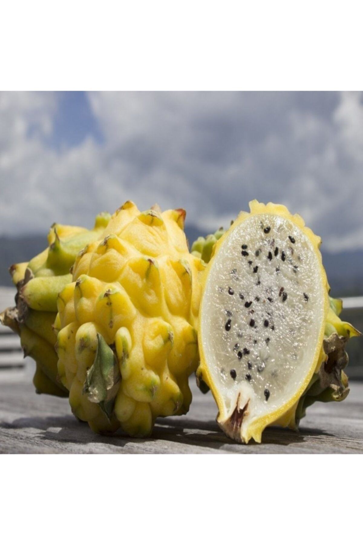 TohumBul Tüplü Palora Sarı Pitaya Dragon Fruit Ejder Meyvesi Fidanı