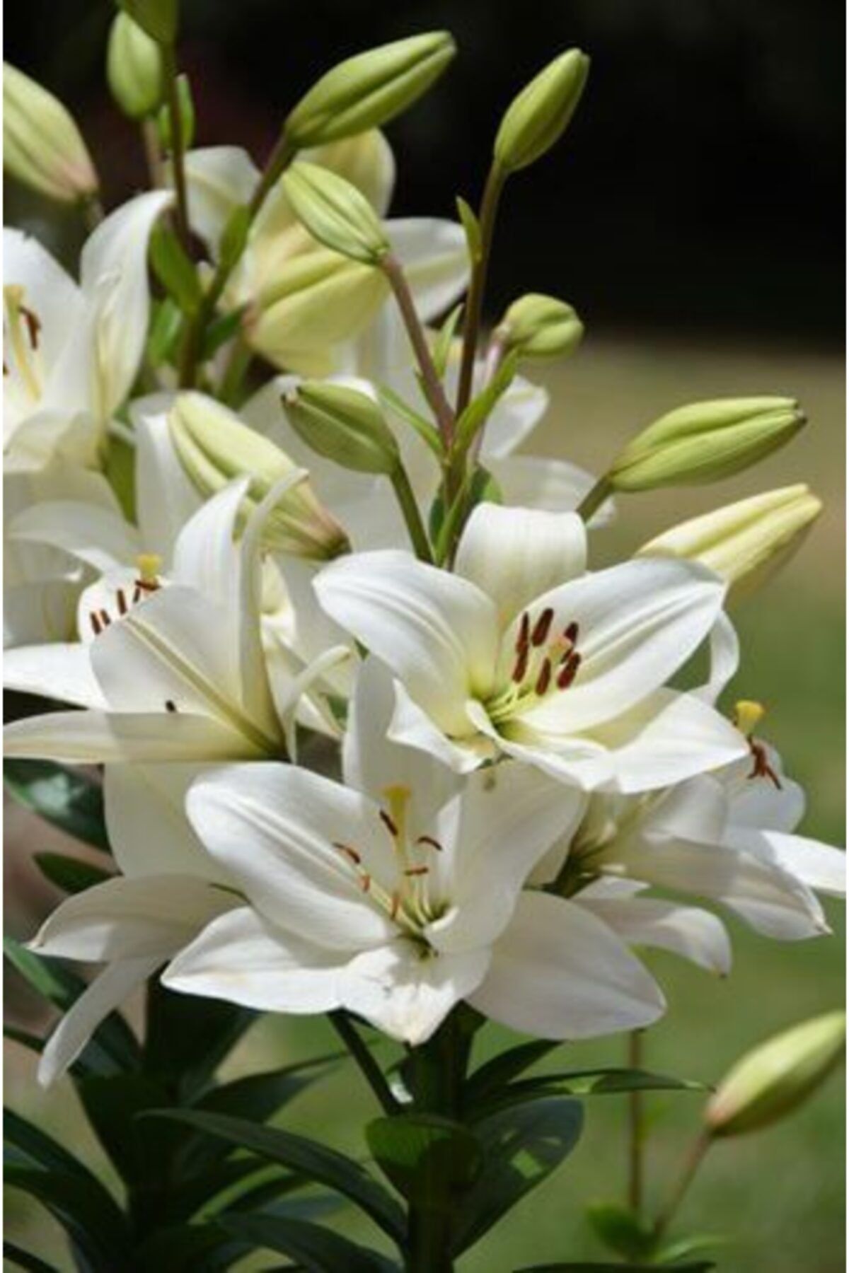 GARDENYA TOHUMCULUK 2 Adet Kokulu Beyaz Paskalya Zambak Çiçek Soğanı